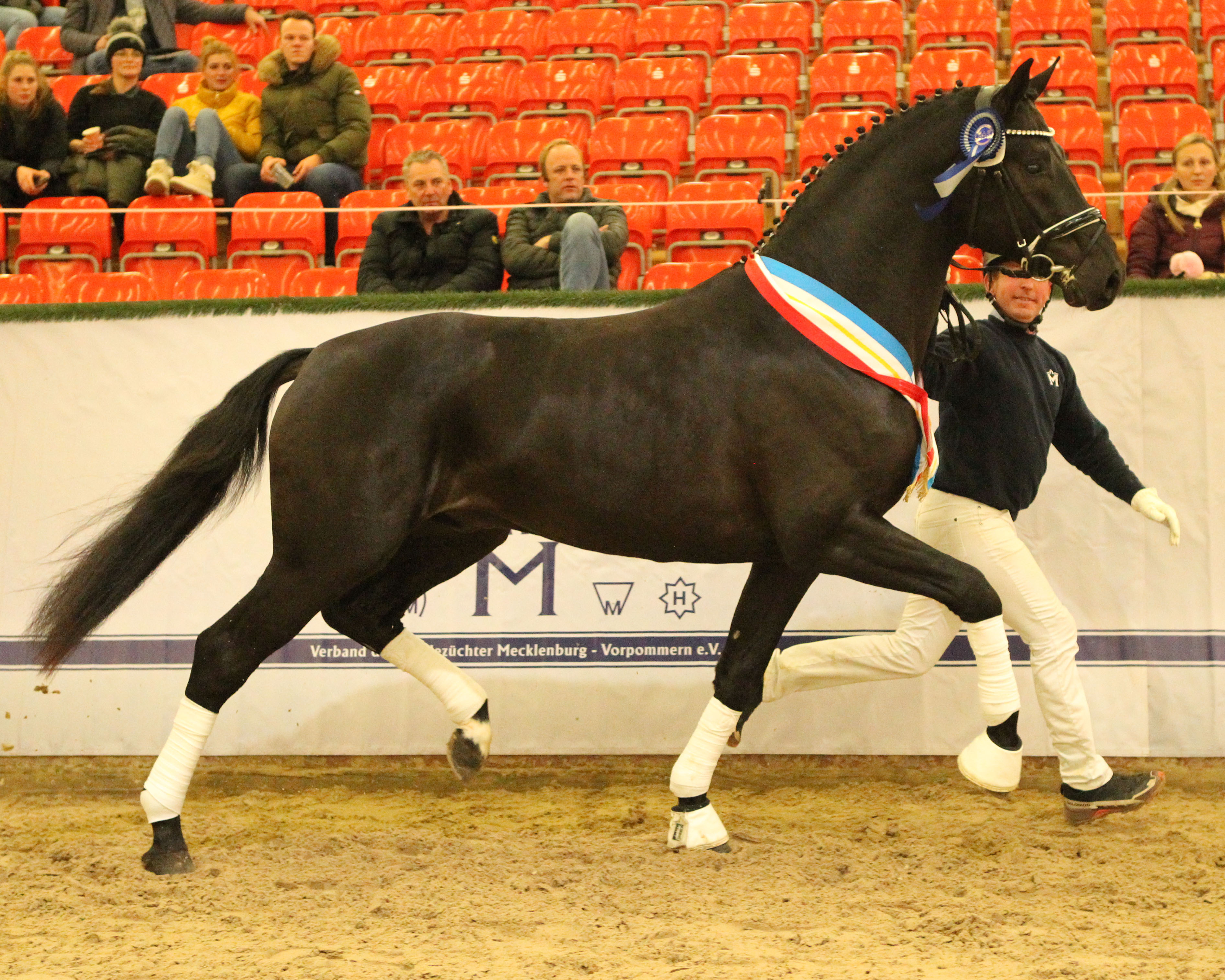 Dressur-Prämienhengst Kat. Nr. 36 von Toto Jr. x Fürst Wilhelm. © Jutta Wego