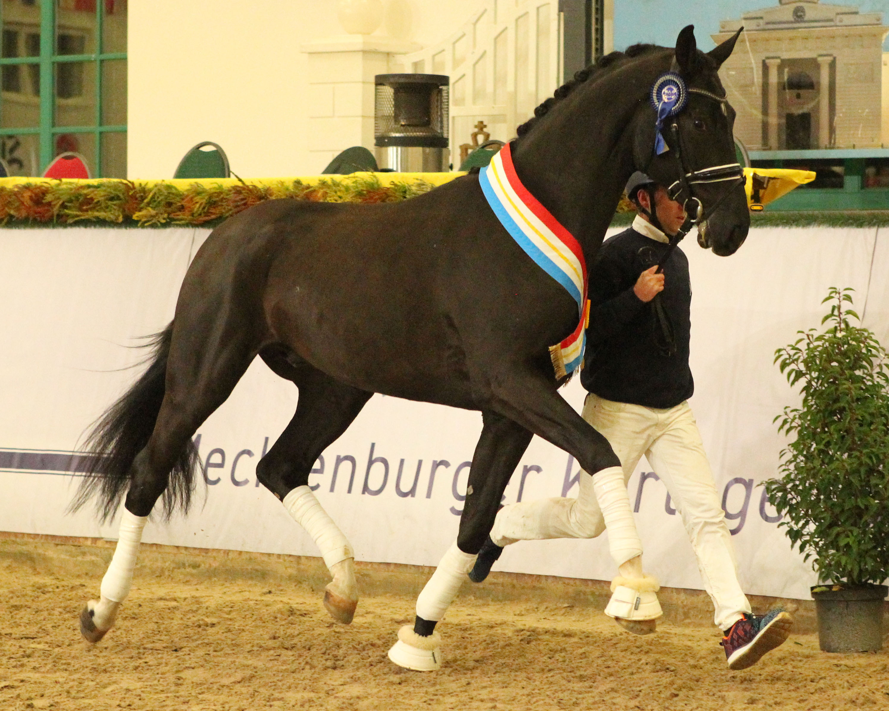 Dressur-Prämienhengst Kat. Nr. 38 von Vitalis x De Niro. © Jutta Wego