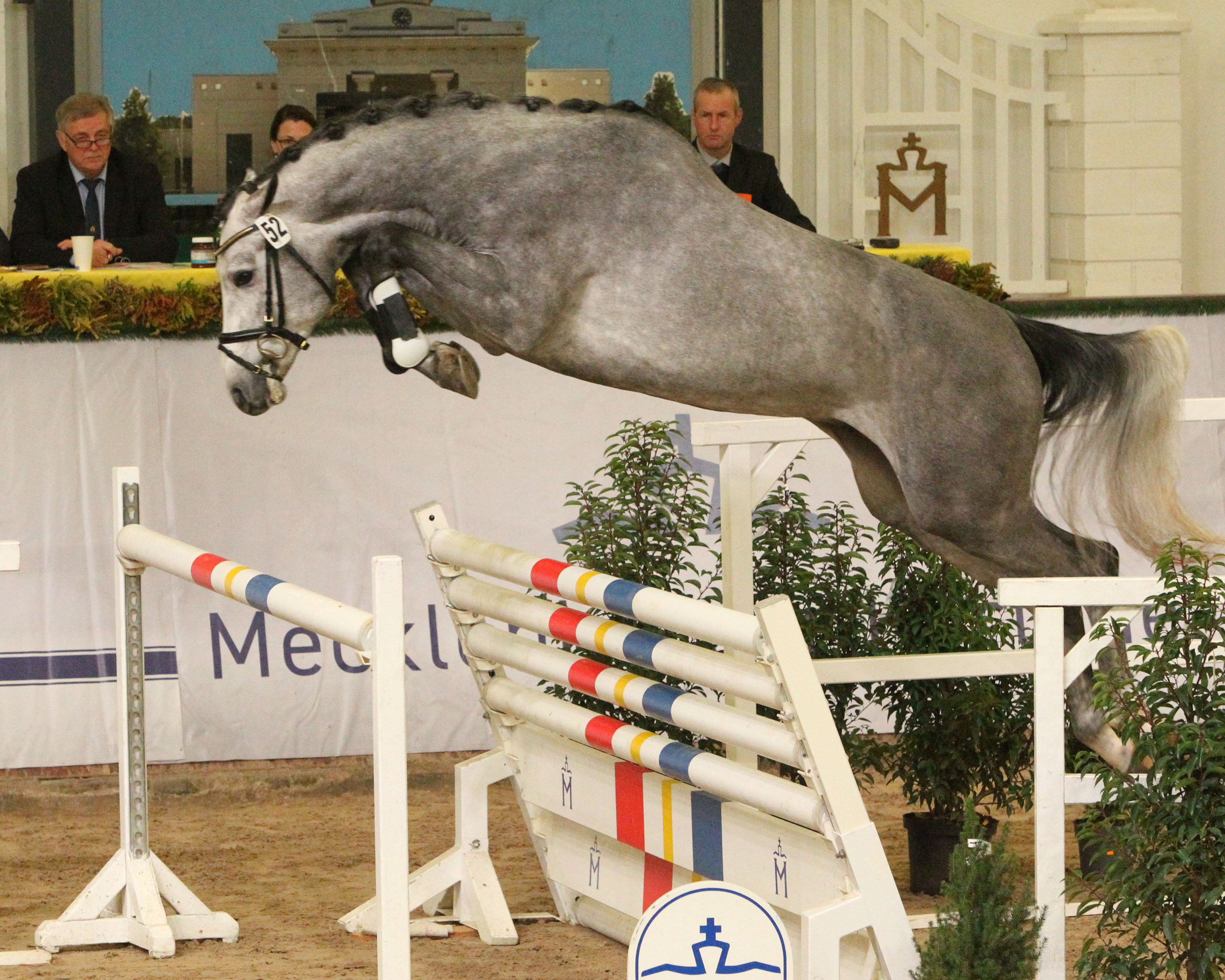 Reservesiegerhengst Springen Kat. Nr. 52 von Chacoon Blue x Casallco. © Jutta Wego