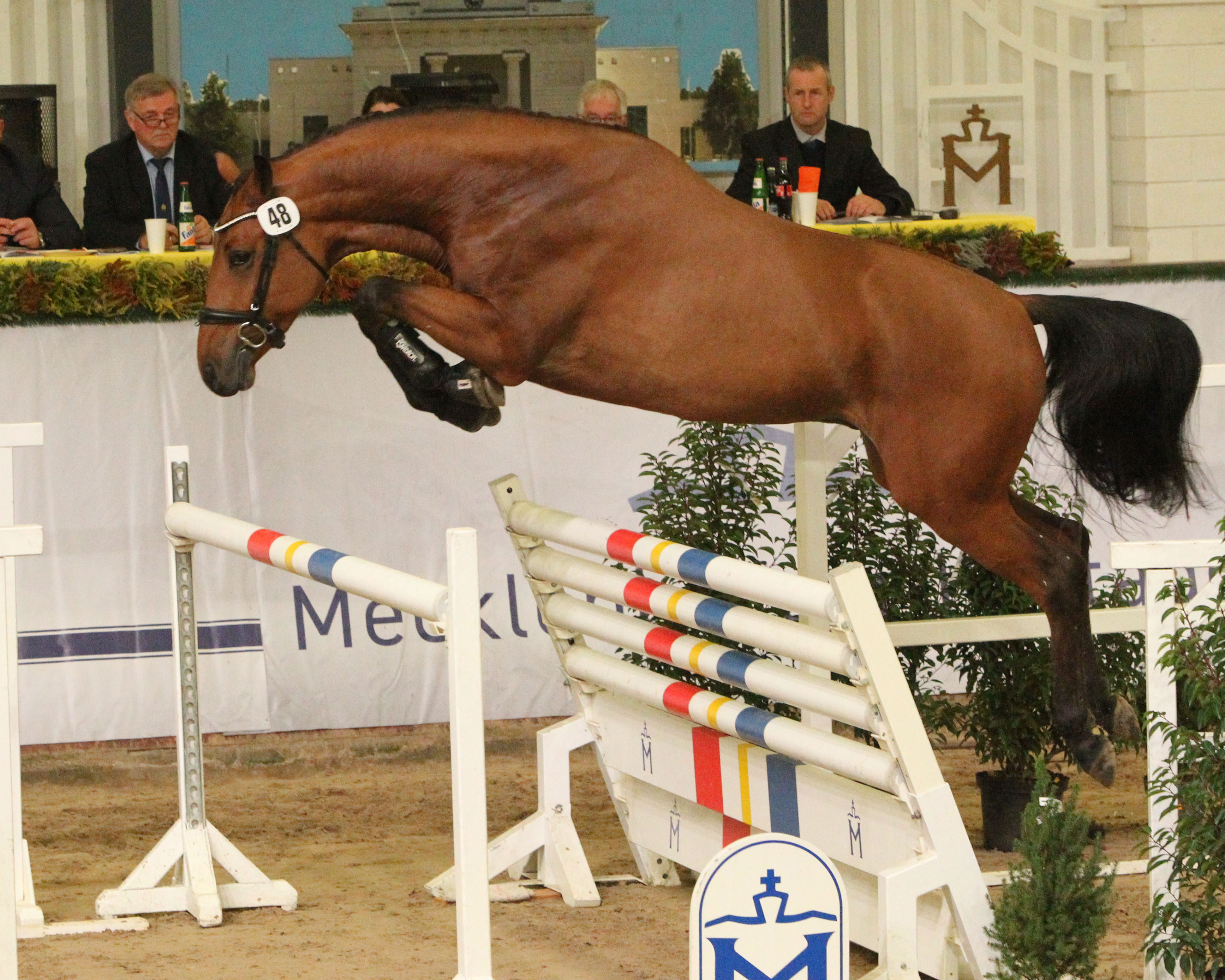 Prämienhengst Springen Kat. Nr. 48 von Baggio x Quidamo’s Love. © Jutta Wego