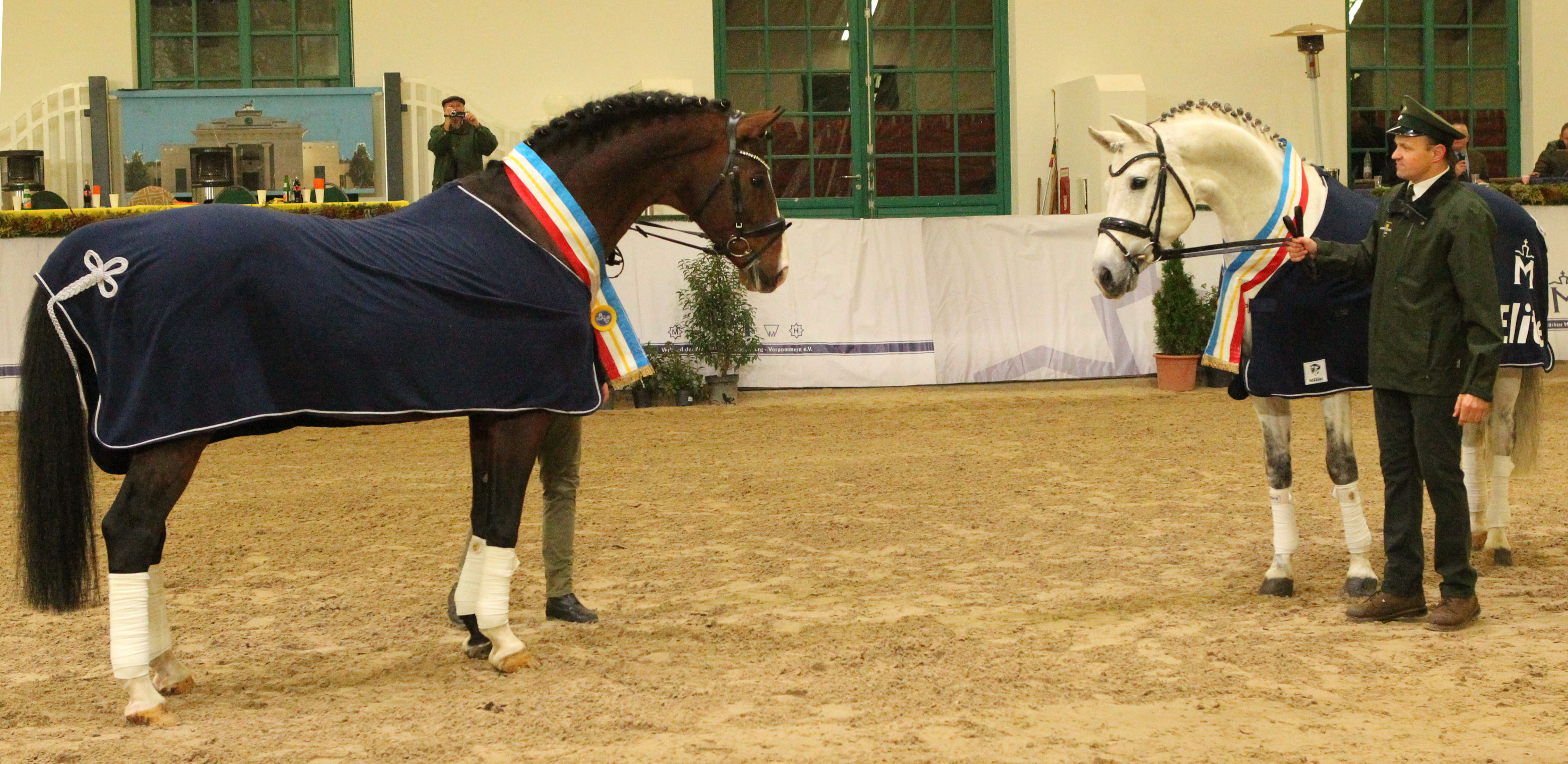 Der 18-jährig Hengst ESTOBAR NRW (von Ehrentusch x Ferragamo) und der 12-jährige Schimmel CLARCON (v. Casall x Cassini I), beide stationiert im Landgestüt Redefin, wurde bei der Körung als Elitehengste ausgezeichnet. © Jutta Wego
