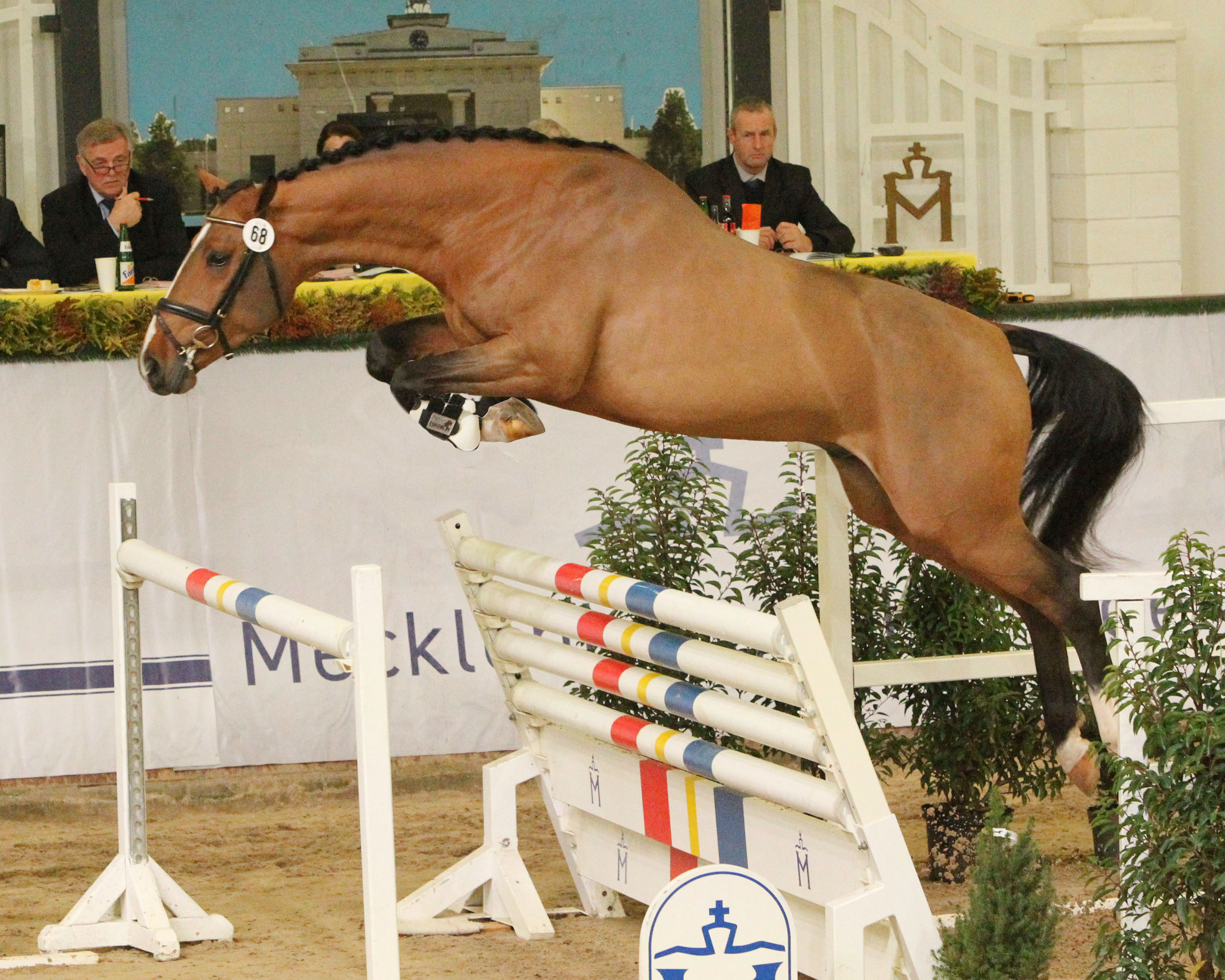 Springsiegerhengst Kat. Nr. 68 von Taloubet Z x Hearttbreaker. © Jutta Wego