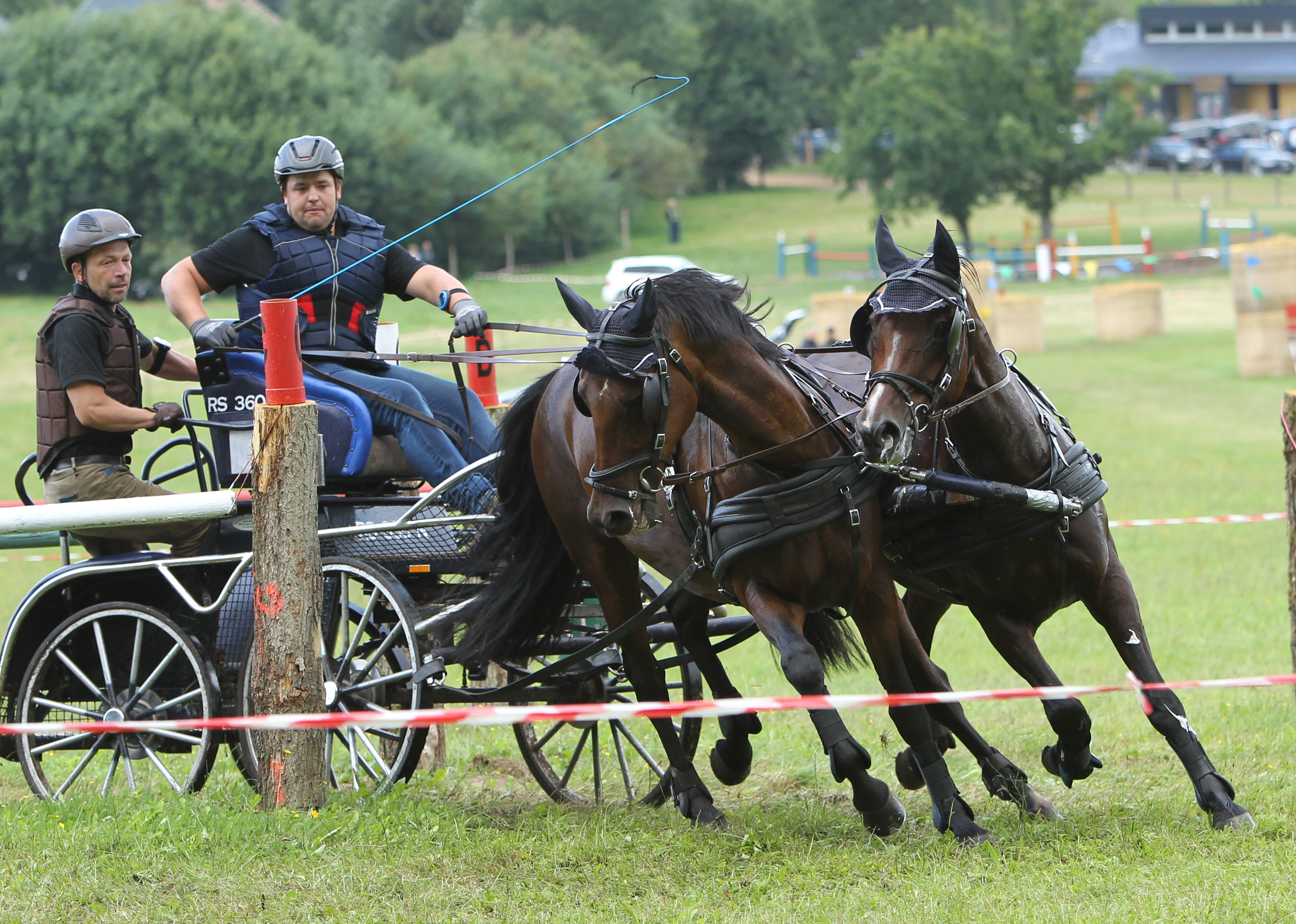 Bei den Mecklenburger Fahrpferde nimmt die 13-jährige Bella Donna (Balouban/Donatelli I) den 2. Platz ein, die Maik & Franz Walter (Rosenow) gezogen haben. Hier links im Gespann von Tobias Kriemann aus Katzow. © Jutta Wego