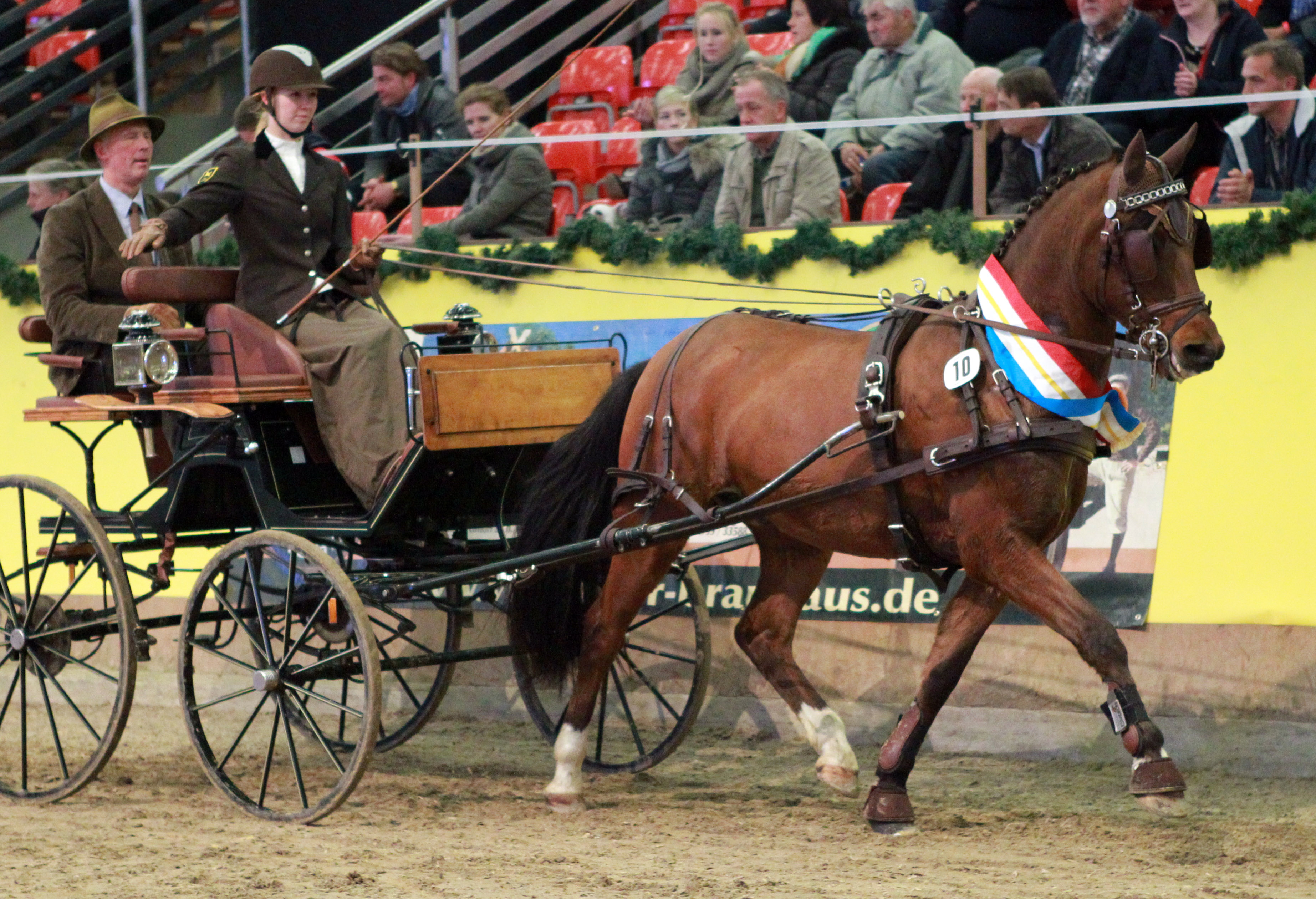 Das erfolgreichste Fahrpony ist 2022 der 15-jährige Darisco (Destino R/Eldorrado), gezogen von Wolfgang Bahlke (Wulkenzin). Hier mit seiner ständigen Fahrerin Pia Grundmann aus Fredenbeck. © Jutta Wego