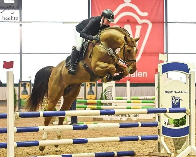 CHETAN Z bei der Hengstleistungsprüfung am 3. Februar mit Kati Lekander. © Beelitz