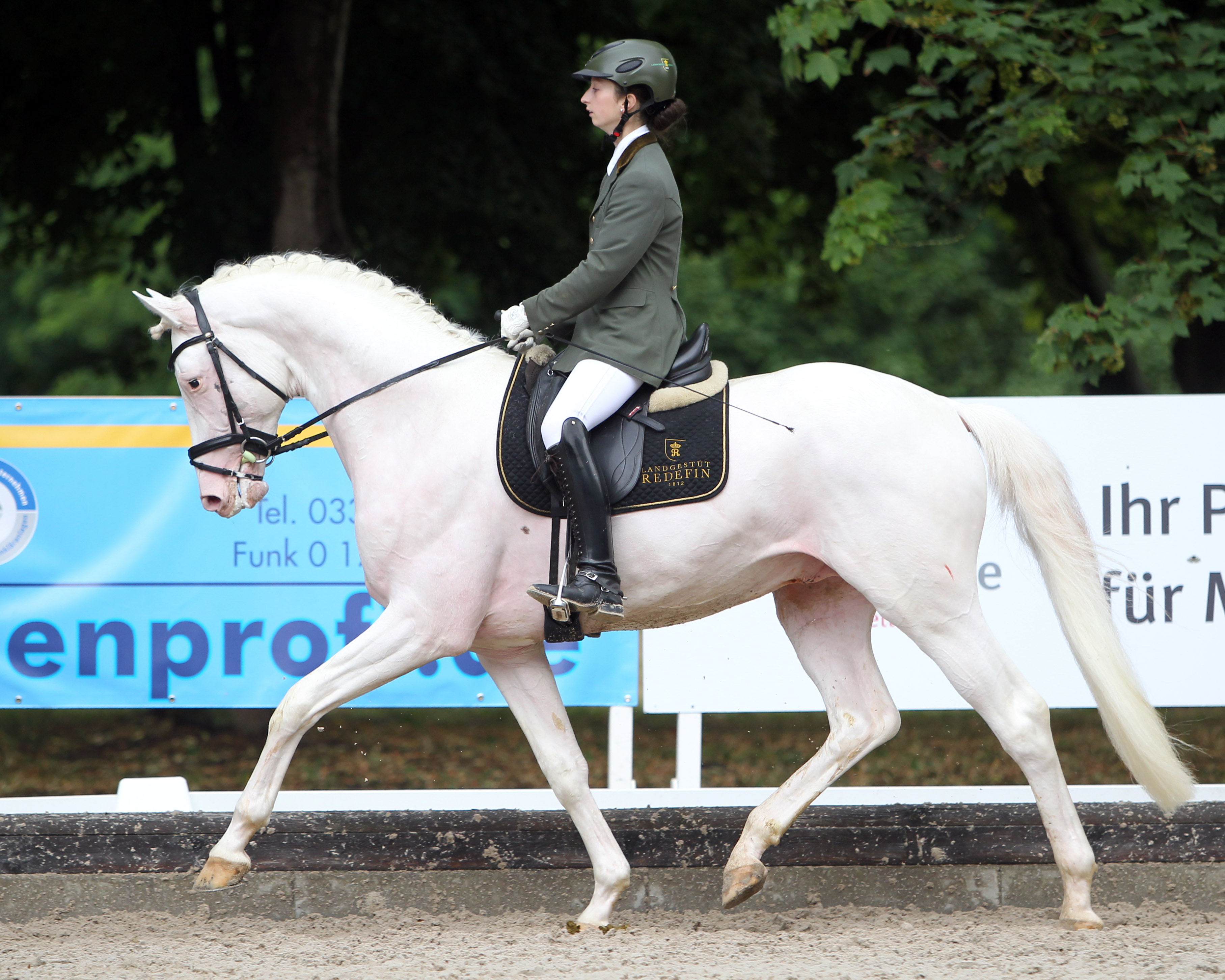 Zum Aufgebot der Hengste die das Landgestüt Redefin am 10. März in der Reithalle von Martin Jürgens in Polzow präsentieren wird gehört der 4-jährige weiß geborene Equine White (v. Escamillo). Hier unter dem Sattel von Svea Groß beim Landeschampionat 2022 in Redefin. © Jutta Wego