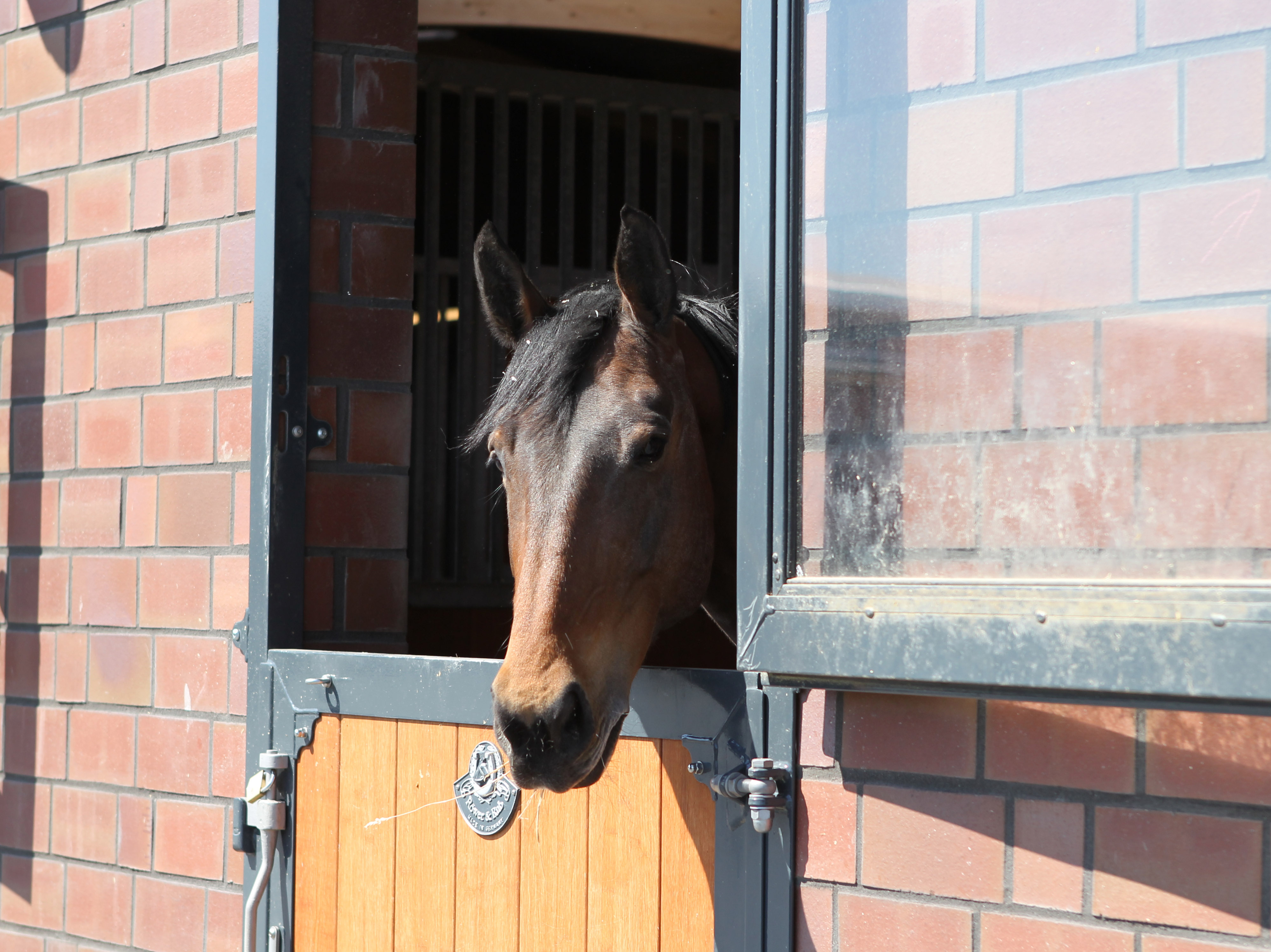 Die Pferde stehen in großräumigen Boxen. Beide Ställe sind mit zweigeteilten Außentüren/Fenstern versehen, die den Pferden einen Blick nach draußen ermöglichen. © Jutta Wego