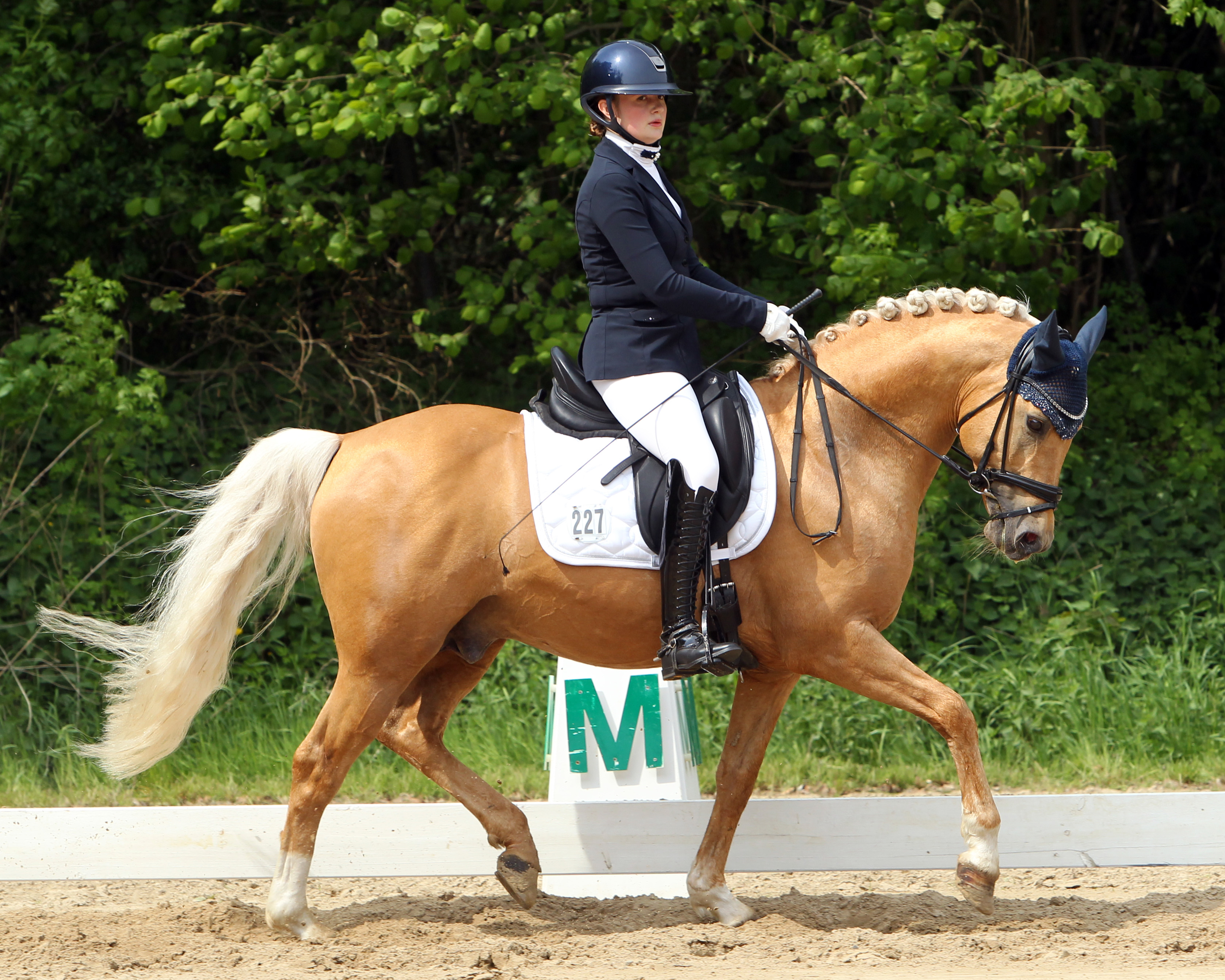 Die M-Dressur gewann Freya Schaepe aus Altkalen auf dem Ponyhengst Nancho’s Golden Star. Das Foto zeigt sie in der L-Dressur L5. © Jutta Wego