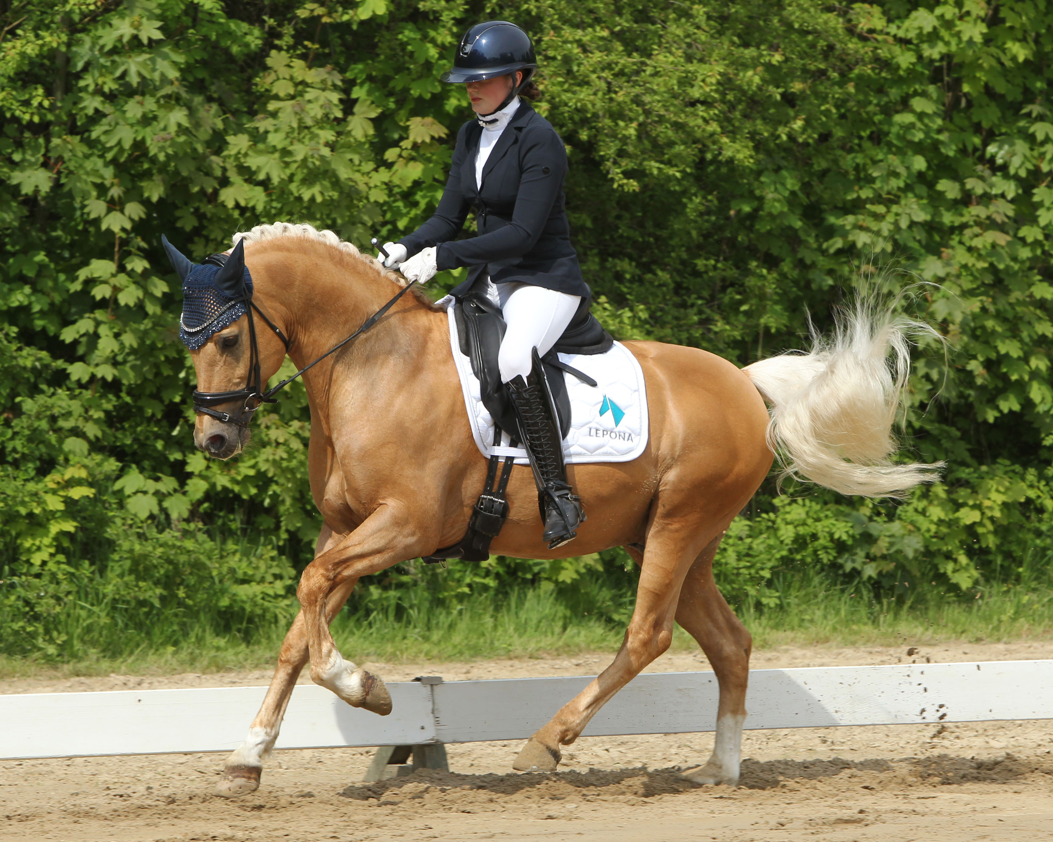 Freya Schaepe (Altkalen) gehörte zu den erfolgreichsten Teilnehmern, gewann mit dem Ponyhengst Nancho’s Golden Star (Foto) eine L-Dressur und mit Basket das L-Stilspringen in dem es einen Sonderpreis in Höhe von 400 Euro gab. © Archiv Wego