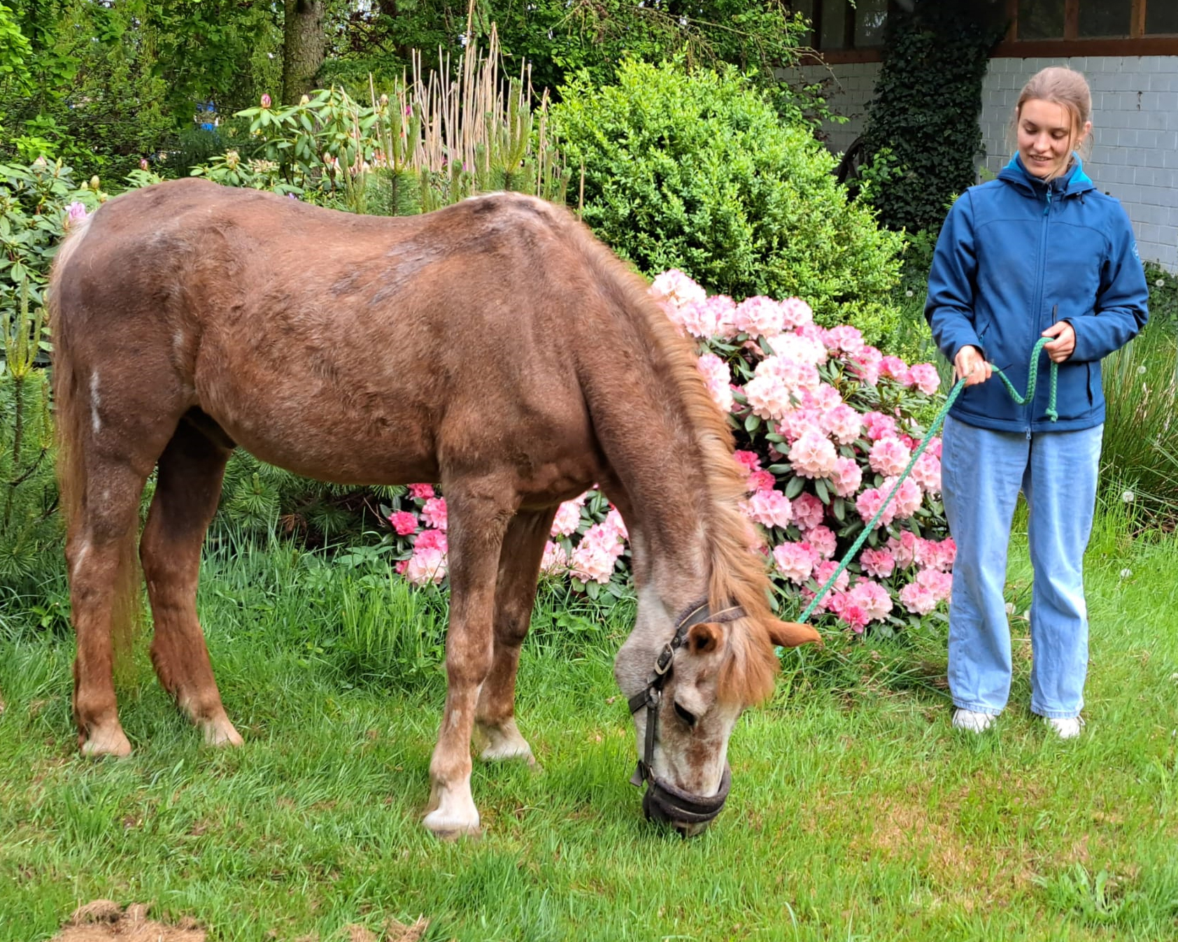 Der 35 Jahre alte Tarino mit seiner Besitzerin Annika Bornscheuer vor der Reitanlage von Dirk Duffner in Gerdeswalde bei Neuenkirchen-Greifswald. Foto privat