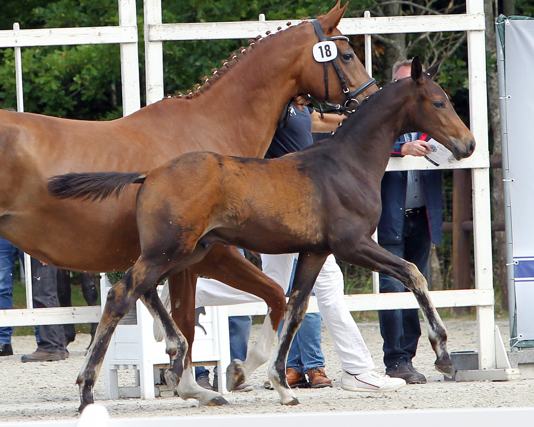 Dressurbetont Hengstfohlen: 2. (Nr.18/82,5 Pkt.) von Bon Joker x Levisonn (Z.u.B.: ZG Jutta & Franz Wego, Dummerstorf)