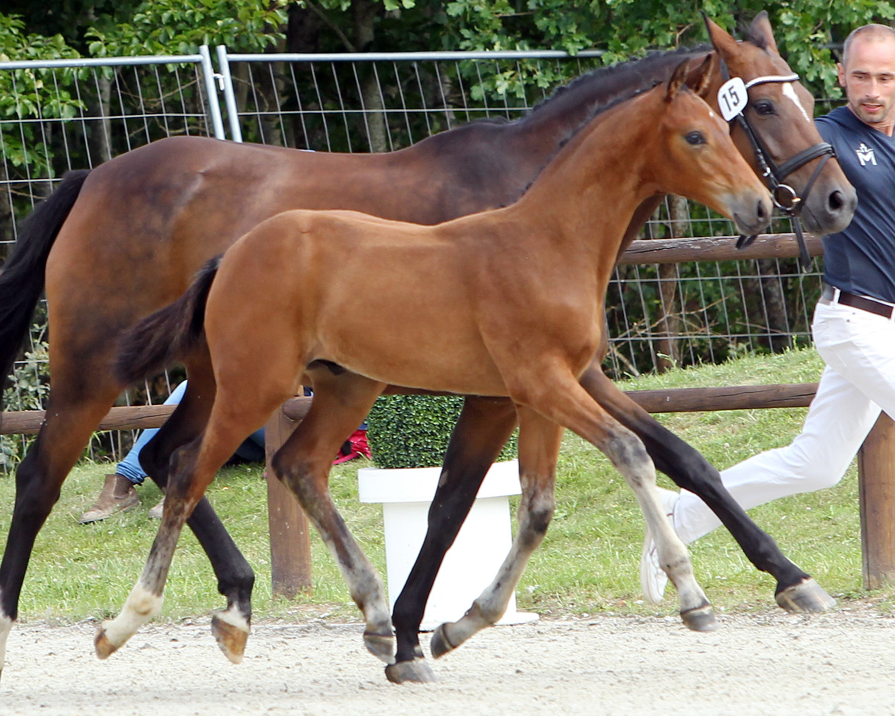 Dressurbetont Hengstfohlen: 3. (Nr.15/81,5 Pkt.) von Viva Vitalis x Quaterback (Z.u.B.: Flothow, Dr. Corinna, Wardow)