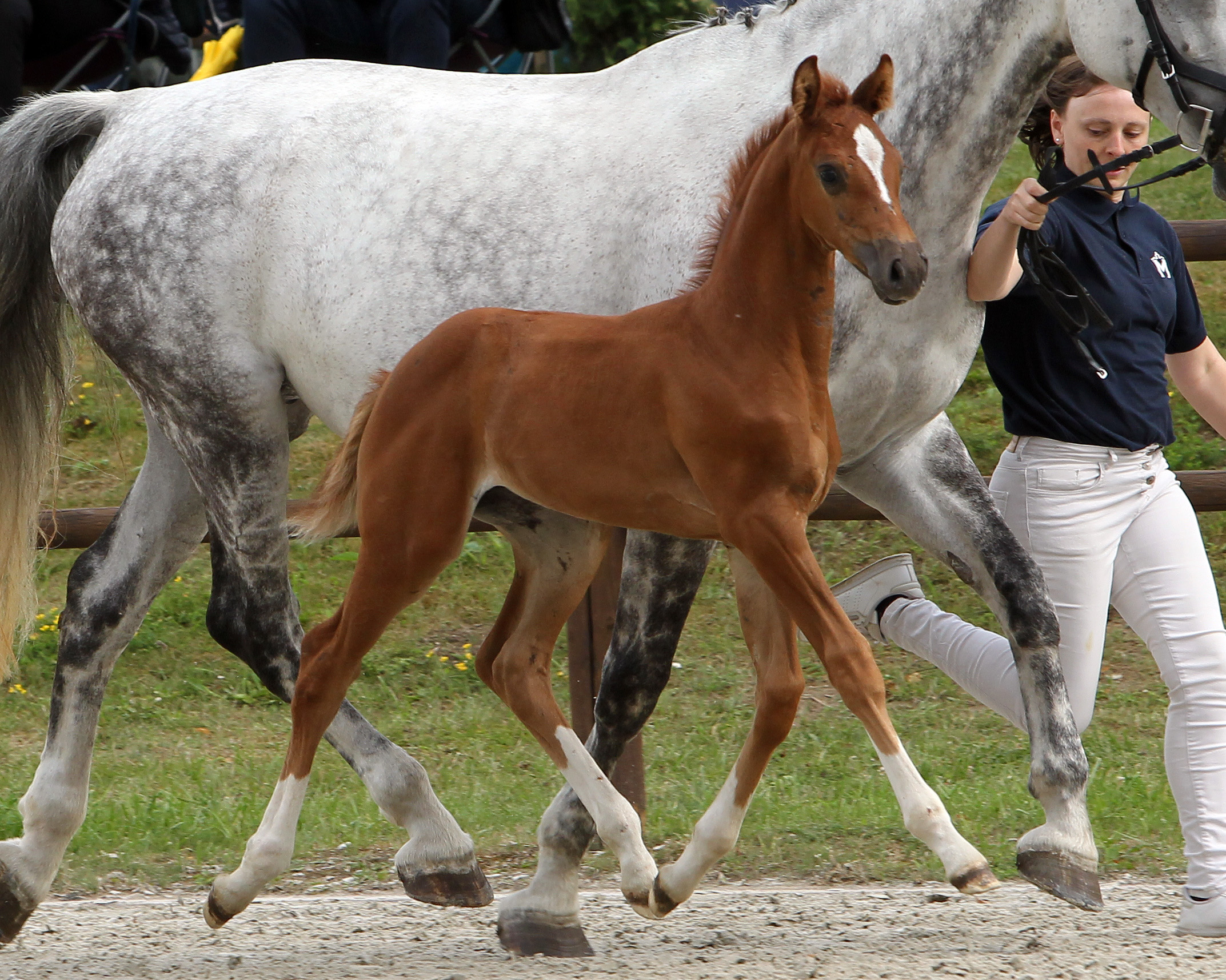 Springbetont Stutfohlen: 1. (Nr.35/84,5 Pkt.) von Clarcon x D'Olympic (Z.u.B.: Steeg, Patrick, Varchentin)