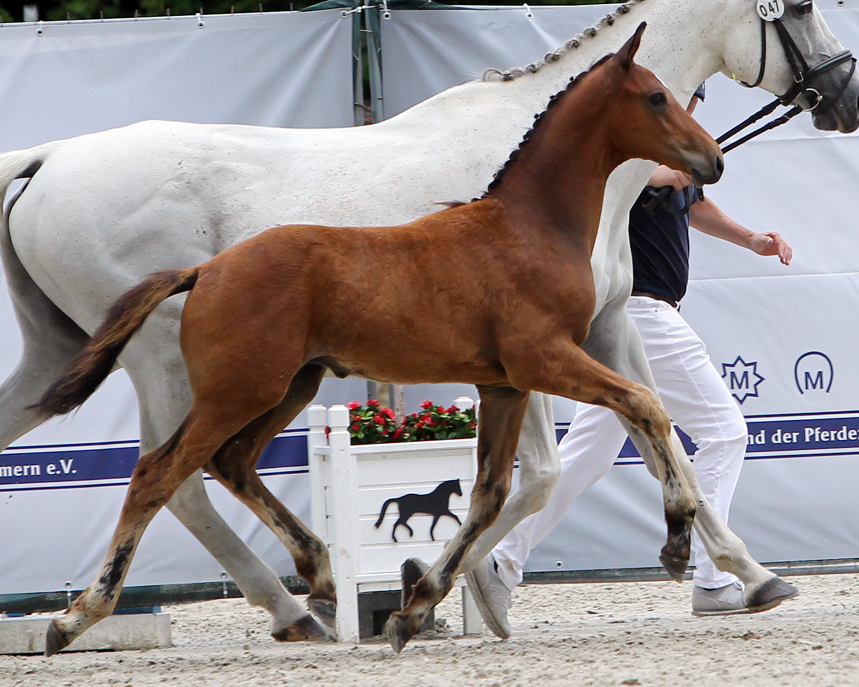Springbetont Hengstfohlen: 2. (Nr.47/85,5 Pkt.) von Comme il faut NRW x Chacco-Blue (Z.u.B.: ZG Heineking u. Bucksch, Klein Vielen)