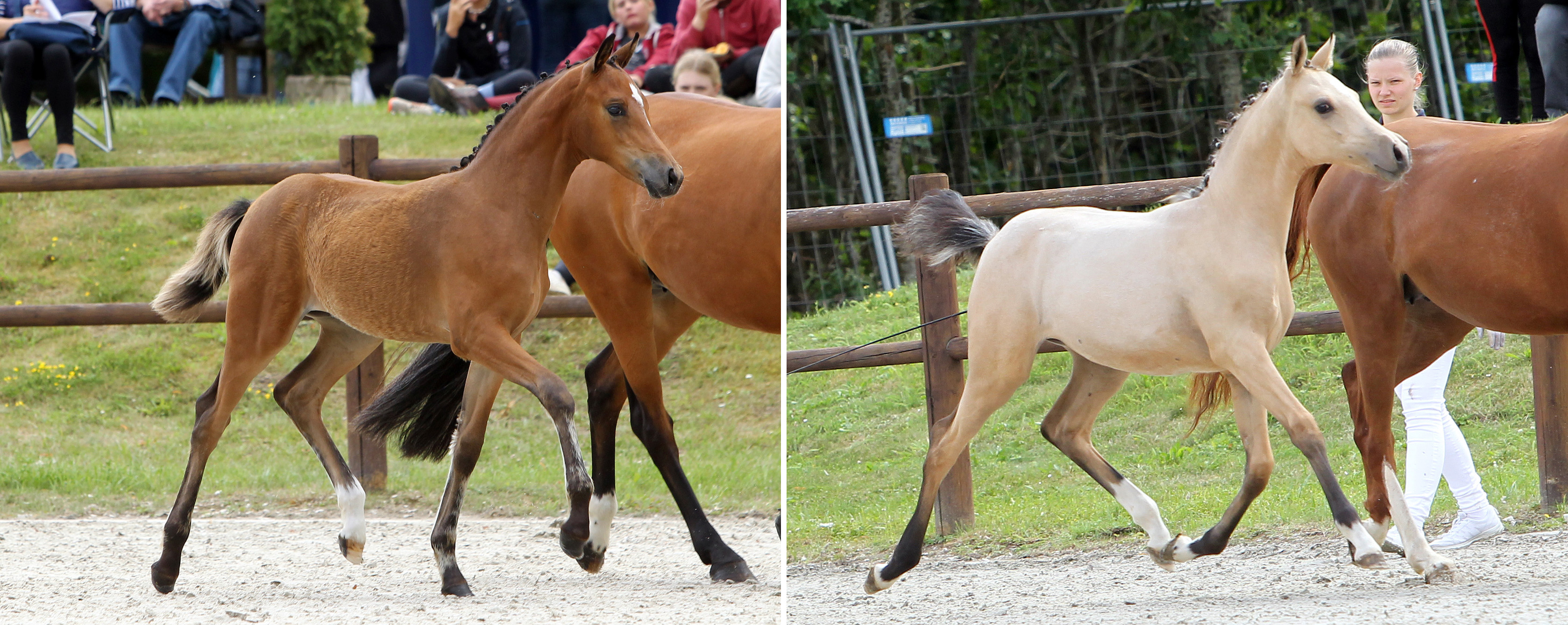 Deutsche Reitponys Stutfohlen: (l.) 1. (Nr.87/82,5 Pkt.) von Steendieks Cantuccini x Candyman (Z.u.B.: Mirbach, Patricia von, Kühlungsborn); (r.) 2. (Nr.51/81,0 Pkt.) von Golden Grey NRW x Nancho´s Golden Star (Z.u.B.: Maaß, Jens, Wulkenzin)