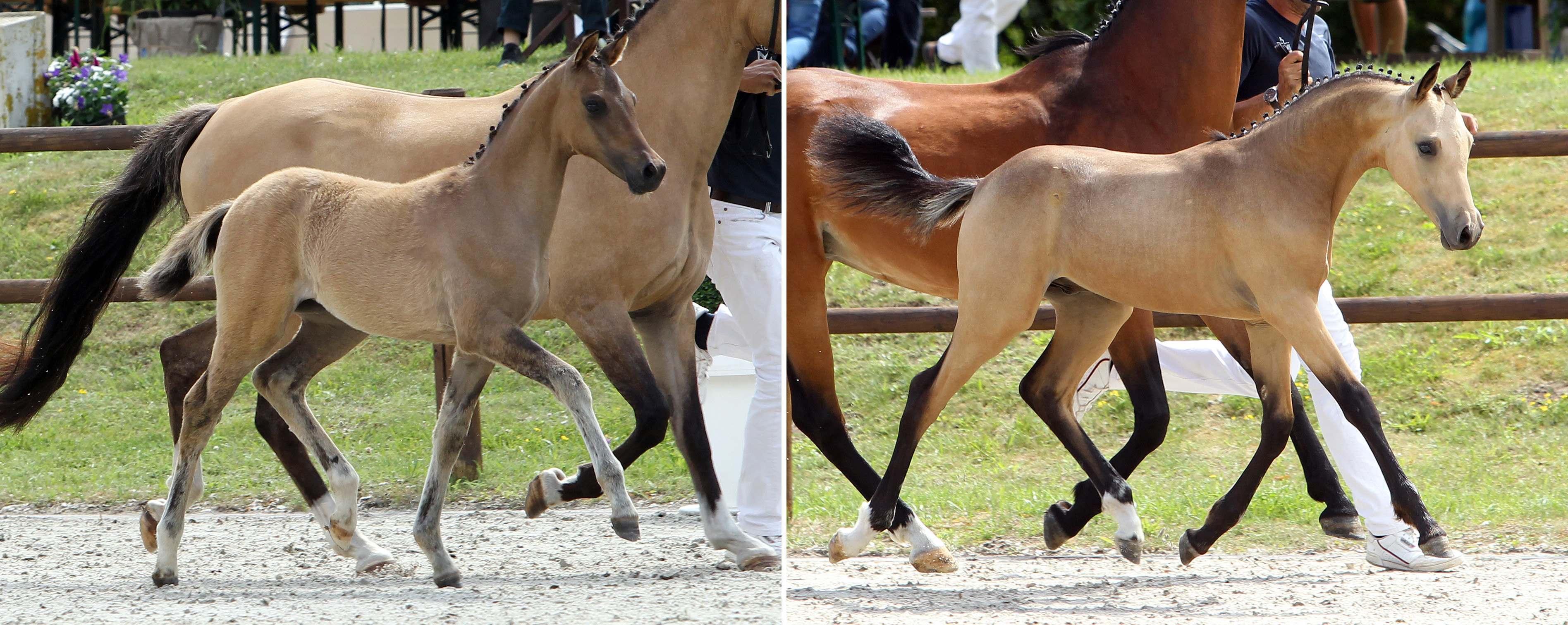 Deutsche Reitponys Stutfohlen: (l.) 3. (Nr.63/78,0 Pkt.) von D-Power AT x Blanchet (Caston TG) (Z.u.B.: Dirk Mamerow u. Betti Lehmann, Stavenhagen); Hengstfohlen: 1. (Nr.69/81,0 Pkt.) von Nancho´s Golden Star x Classic Dancer III (Z.u.B.: Schröder Hans-Joachim, Wolfgang u. Yvonne, Breest)