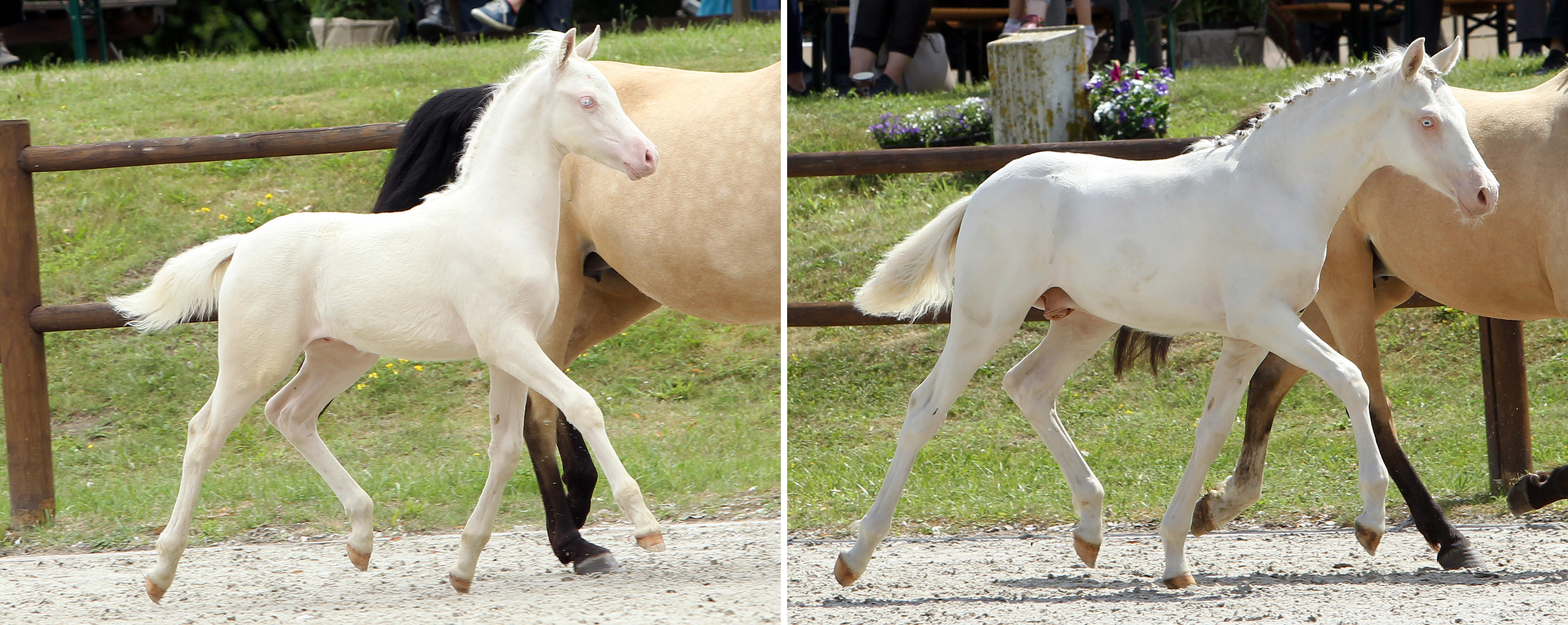 Deutsche Reitponys Hengstfohlen: (l.) 2. (Nr.77/78,5 Pkt.) von Cadlanvalley Sir Ivanhoe x Riverdance (Z.u.B.: Linne, Haidja, Thomasburg); (r.) 3. (Nr.67/77,5 Pkt.) von First Class Golden White x FS Chacco Blue Z.u.B.: Pferdehof Paasch, Owschlag)
