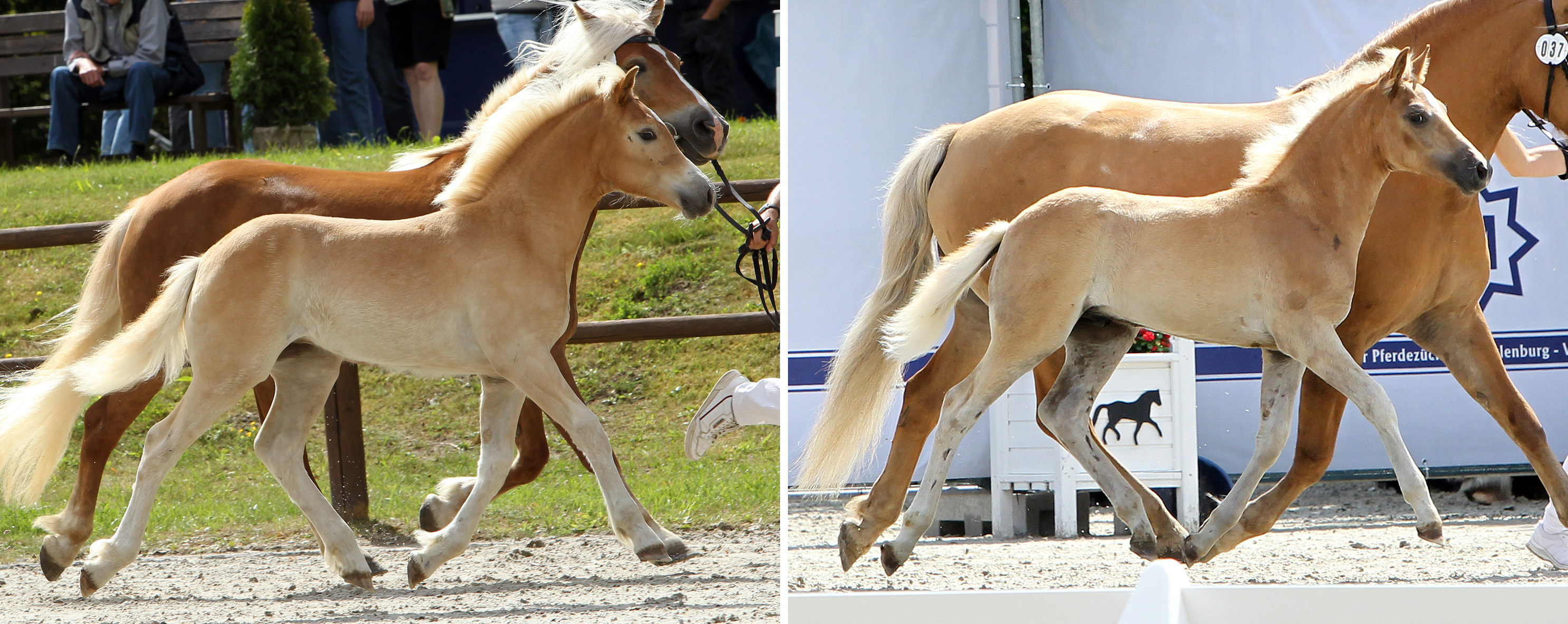 Haflinger (l.) Stutfohlen: 1. (Nr.27/81,0 Pkt.) Noliz x Ammersee (Z.u.B.: Beyer, Rico, Lärz); (r.) Hengstfohlen: 1. (Nr.37/81,0 Pkt.) DSP Amore Mio x Ammersee (Z.u.B.: John, Frank, Bernitt)