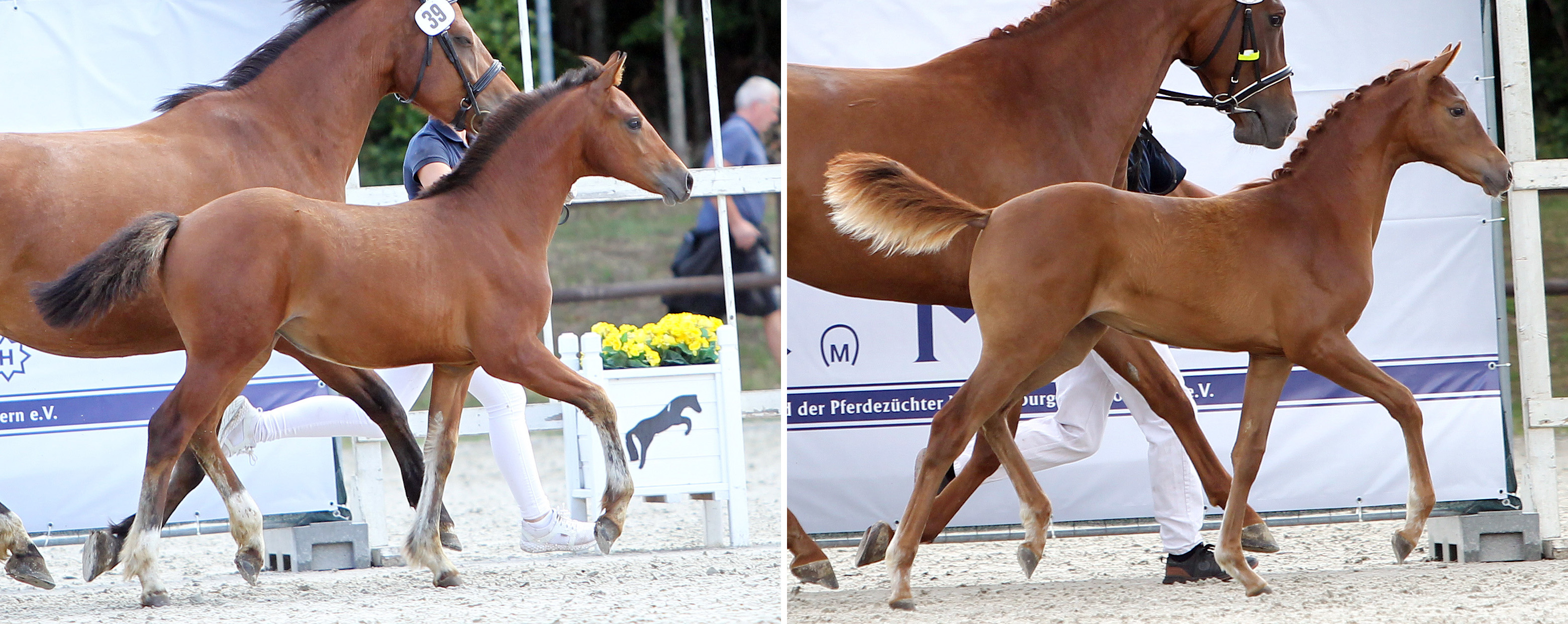 Links: Freiberger 1. (Nr.39/76,5 Pkt.) Stutfohlen von Don Ovan du Clos Virat x Nikito (Z.u.B.: Klevesahl, Anja, Knorrendorf)Rechts:Kleines Deutsches Reitpferd 1. (Nr.22/76,5 Pkt.) Stutfohlen von Heidehof's Mexico x Maracaná (Z.u.B.: Saalborn, Renate, Linau)
