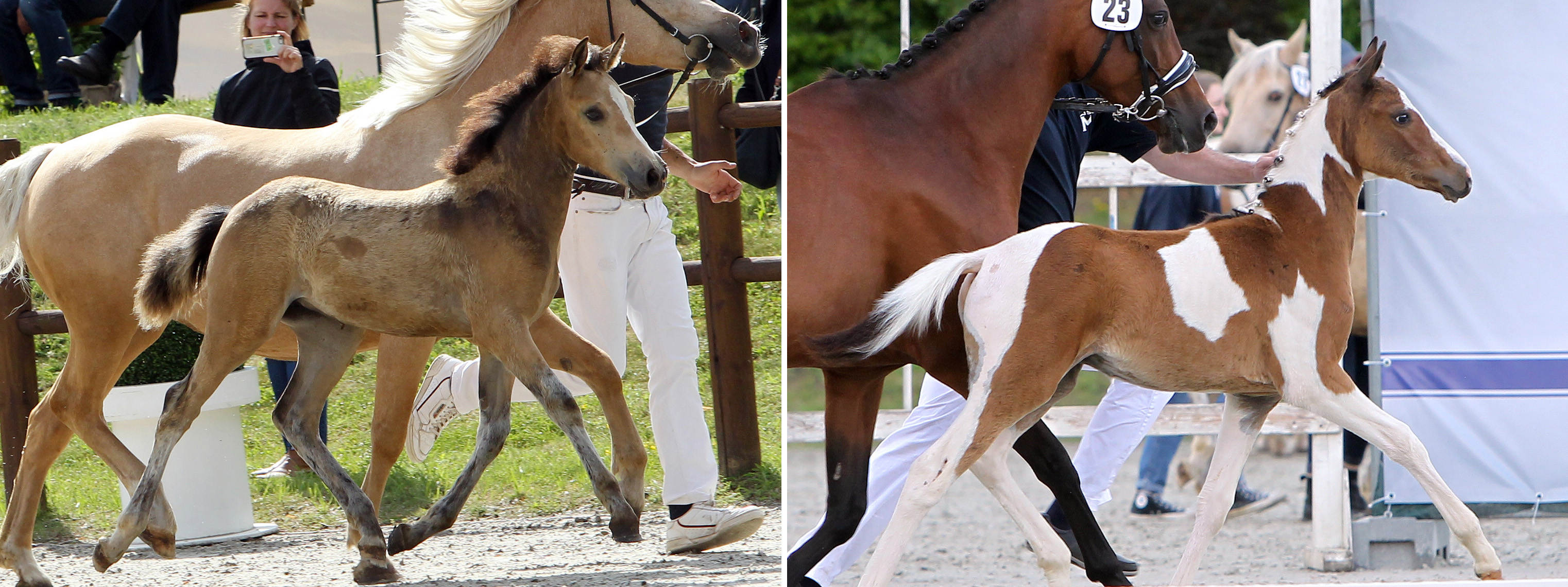 Links: Connemara Pony 1. (Nr.21/76,0 Pkt.) Stutfohlen von Egelunds Cover Boy x Sydserff River Dance (Z.u.B.: Dreschel, Beatrix u. Volker, Neetzka)Rechts: Pinto Pony 1. (Nr.23/77,0 Pkt.) Hengstfohlen von Momo x Mc Murphy (Z.u.B.: Rausch, Christian, Karstädt)