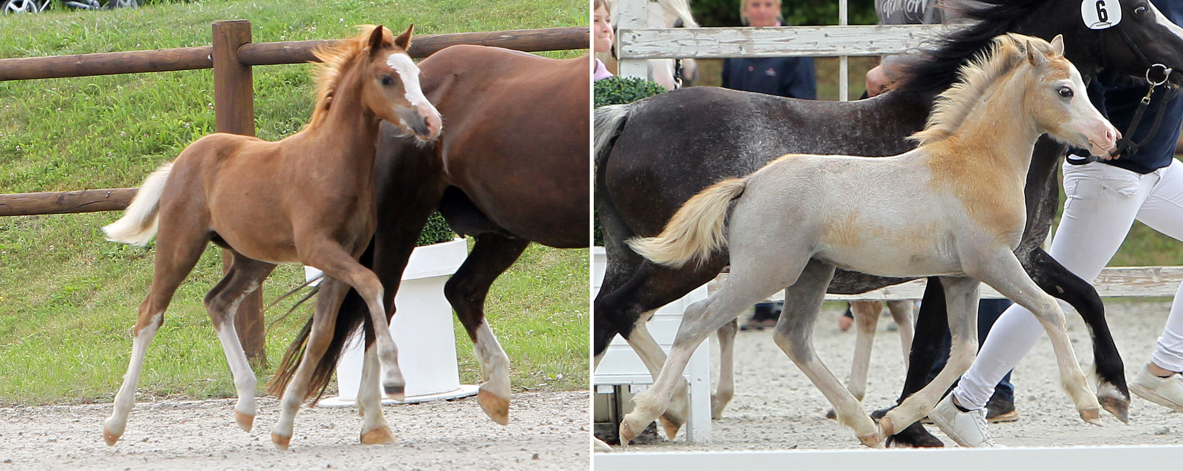 Links: Welsh B Pony 1. (Nr.10/82,5 Pkt.) Stutfohlen von Grimaldi x Wildzang's Romulus (Z.u.B.: Reimers, Jens, Hoppenrade)Rechts: Welsh Mountain Pony 1. (Nr.6/84,5 Pkt.) Hengstfohlen von Leybuchts Helicopter x Spring Flower Chaos (Z.u.B. Knopik, Dirk, Woldegk)