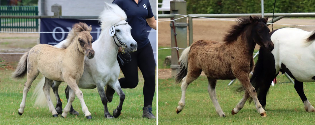 Links: KN 14 Reservesieger-Stutfohlen der Shetlandponys von FN-B.Pr. Alf / Kronprinz (Z. Gierlasinski, Ines, Oetzen)Rechts: KN 3 Reservesieger-Stutfohlen der Shetlandponys von Example v. Stal Polderzicht / Ambitie van de Zandkamp (Z. Sprafke, Jörg, Toddin)