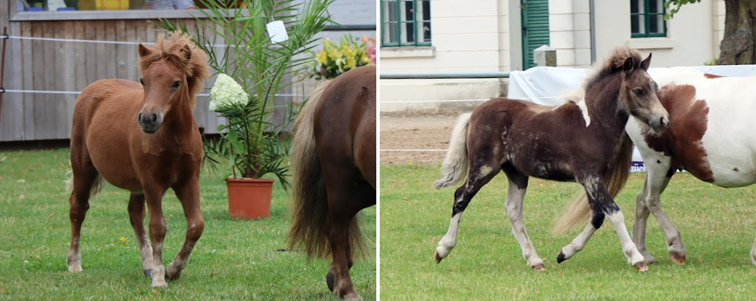 Links: KN 20 Reservesieger-Hengstfohlen der Shetlandponys von FN-B.Pr. Alf / Xente van't heut (Z. Hanebeck, Dr. Wilhelm & Laura, Zarrentin)Rechts: KN 28 Reservesieger-Hengstfohlen der Shetlandponys von Islay von Salza / Heros v.Heeselt (ex.Ben Hur v.Uda) (Z. Allers, Bettina, Agathenburg)