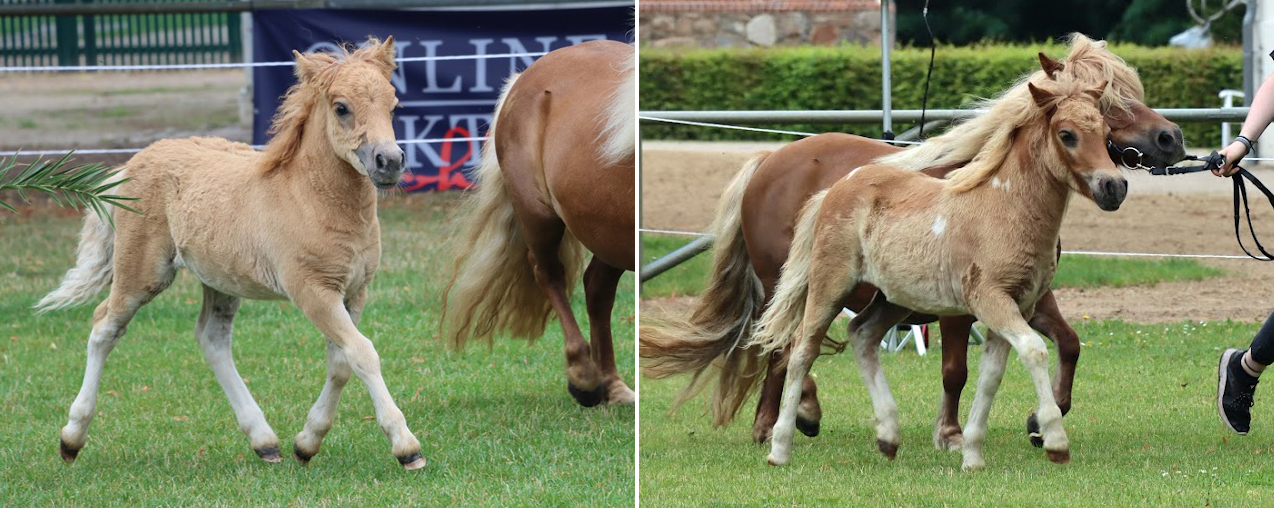Links: KN 16 - 3. Platz Stutfohlen der Shetlandponys von Example v. Stal Polderzicht / Ambitie van de Zandkamp (Z. Sprafke, Jörg, Toddin)Rechts: KN 24 - 3. Platz Stutfohlen der Shetlandponys von Example v. Stal Polderzicht / Xente van't heut (Z. Sprafke, Jörg, Toddin)