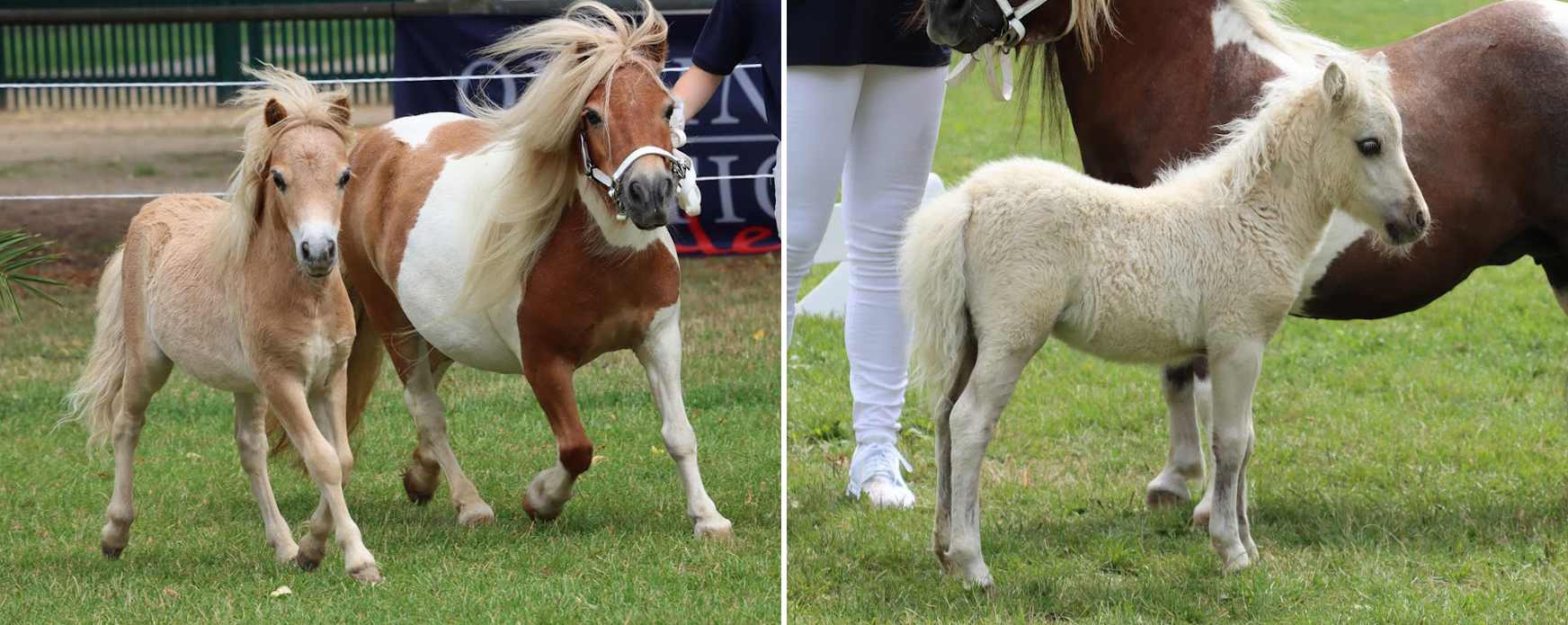 Links: KN 42 Reservesieger-Hengstfohlen der Mini-Shetlandponys von FN-B.Pr. Ebble v. 't Heut / Djan v.d. Bosrand (Z. Ortner, Mario, Windischleuba)Rechts: KN 47 - 3. Platz Hengstfohlen der Mini-Shetlandponys von FN-B.Pr. Ebble v. 't Heut / Hatcher van Stal Brammelo (Z. Ortner, Mario, Windischleuba)