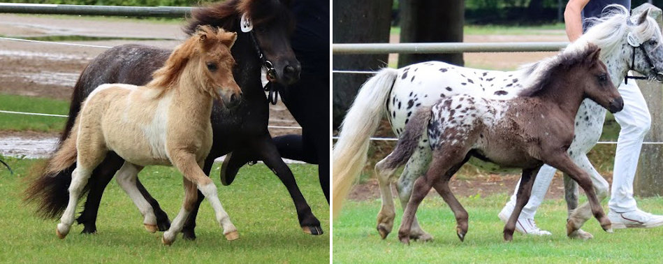 Links: KN 53 Reservesieger-Fohlen Deutsche Partbred Shetlandponys, Stute von FN-B.Pr. Alf / Xente van't heut (Z. Gierlasinski, Ines(Oetzen)Rechts: KN 54 - 3. Platz Deutsche Partbred Shetlandponys, Hengst von Hovdes Dwight / Fury (Z. Koch, Elisabeth & Gisbert, Setzin)