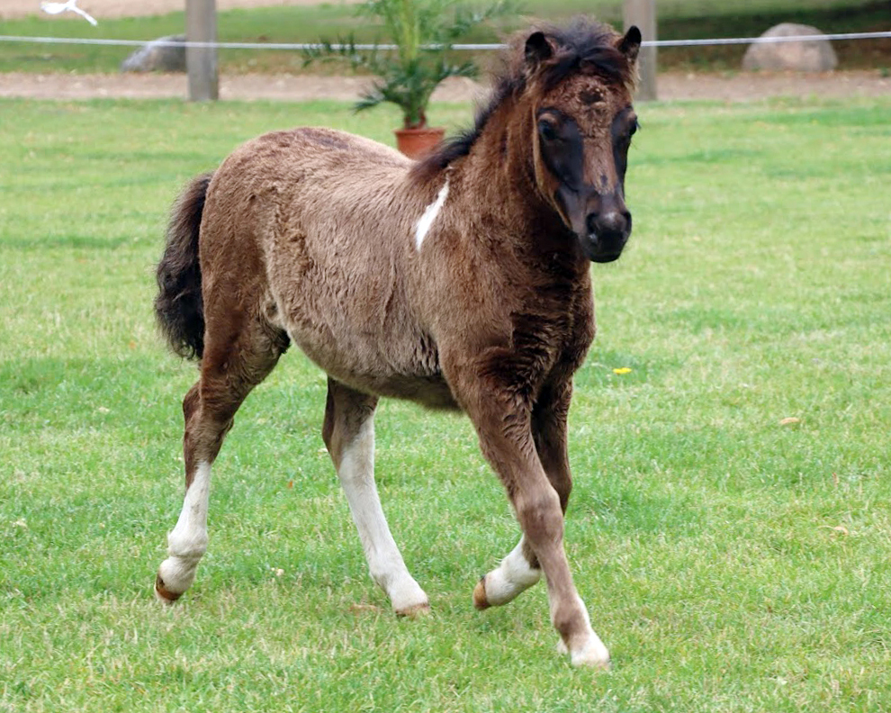 KN 11 Siegerstutfohlen der Shetlandponys von Kenzo Liebas / Imago van de Spoorlaan (Z. Scheuvens, Willi, Viersen/NRW)