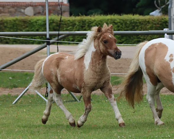 KN 34 Siegerhengstfohlen der Shetlandponys von Kölnäs Wiktor / Ambitie van de Zandkamp (Z. Koch, Elisabeth & Gisbert, Setzin)