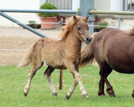 KN 44 Siegerhengstfohlen der Mini-Shetlandponys von Dreamcatcher vom Fliederhof / Dempsy v.d. Dennenhove (Z. Schumann, Stefan u. Gesine, Vellahn)
