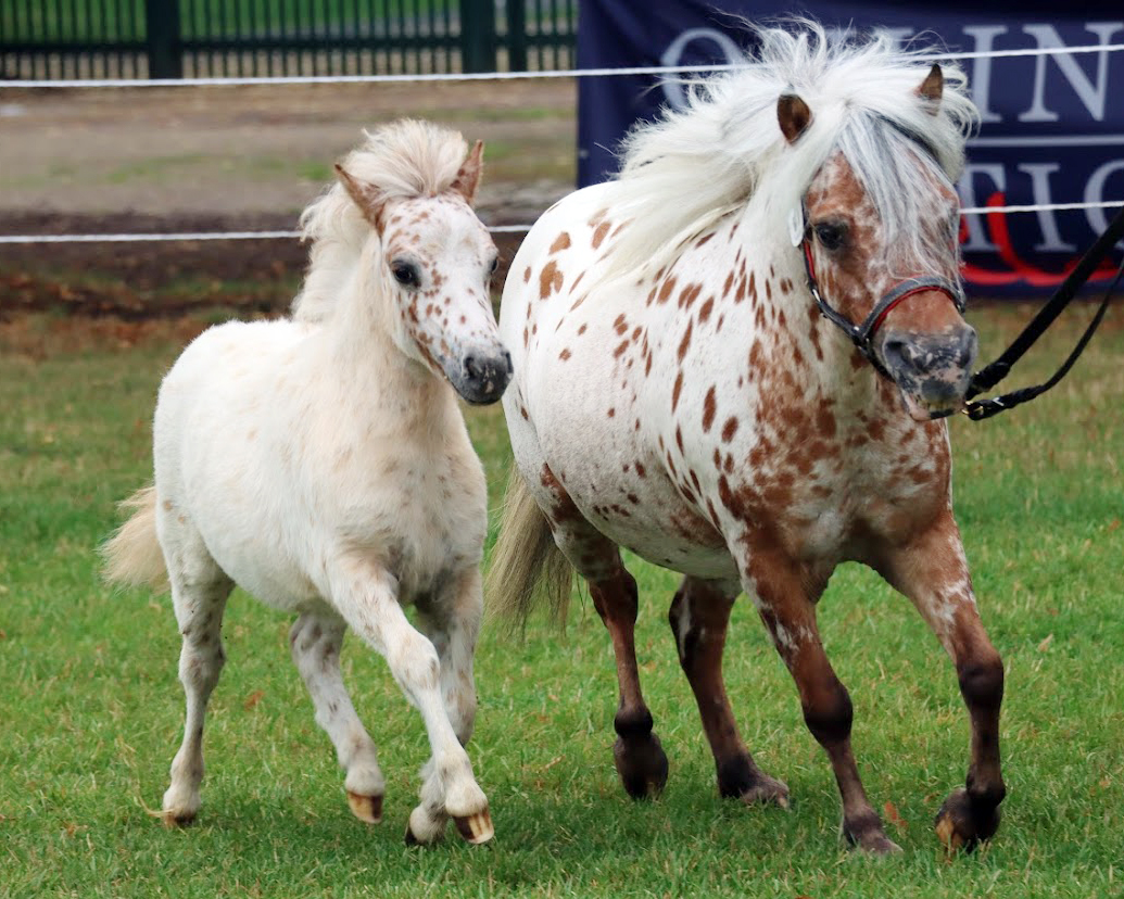 KN 57 Siegerfohlen der Deutschen Partbred Shetlandponys im Minityp, Stute von Monty / Manitu (Z. Engel/Heuer, Garbsen)
