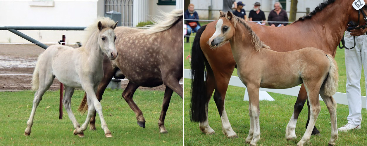 Links: KN 60 Siegerfohlen der Deutschen Classic-Ponys, Stutfohlen von FN-B.Pr. Jonny-Walker von Krummesse / Janosch von Krummesse (Z. Lüth, Dirk, Krummesse)Rechts: KN 62 Siegerfohlen der Welsh Mountainponys, Hengst von Ysselvliedt's Nightrider / Springfire's Orophino (Z. Nordmeyer, Karsten, Garbsen)