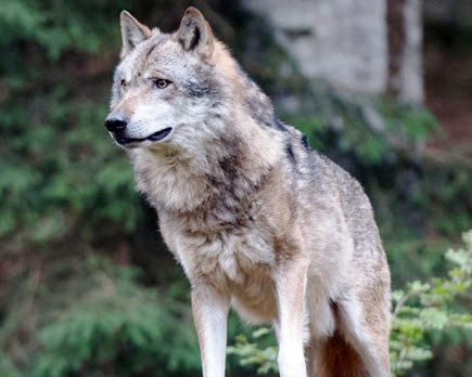 Die FN und weitere Verbände kritisieren die zögerliche Wolfspolitik der Bundesregierung. Foto (c): AdobeStock/Miller Eszter