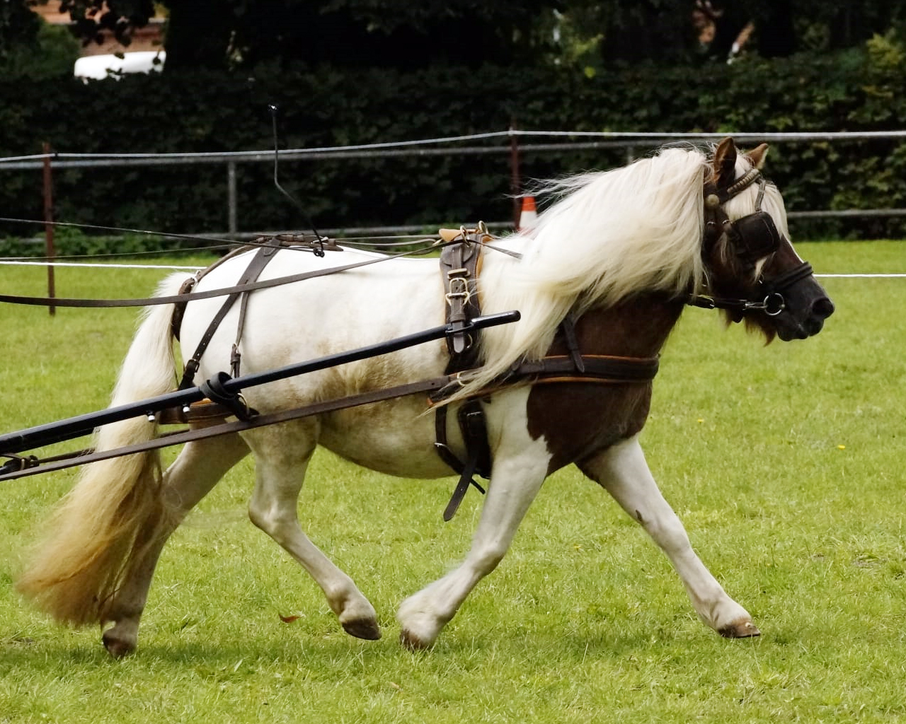 Zu den höchstbewerteten Stuten bei der SLP in Redefin mit 8,13 (4. Platz) gehört Julie von der Waldesruh. Die Tochter des Jop v.d. Sleute wurde von Willi Scheuvens (Viersen) ausgestellt. Foto privat