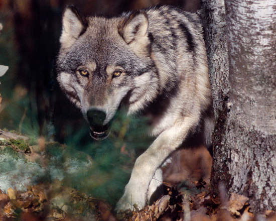 Pferdehalter möchten ihre Tiere vor dem Wolf geschützt wissen. Foto: AdobeStock/outdoorsman