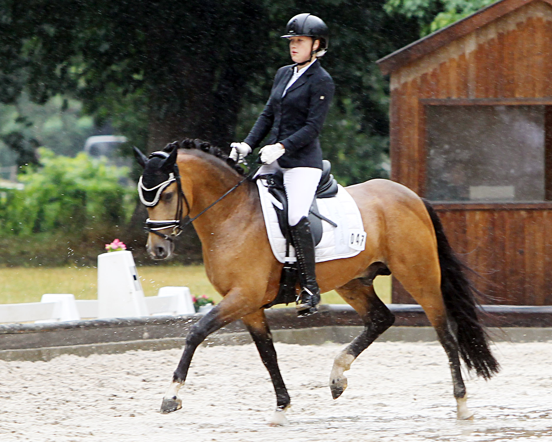 Zu den Dressurponys aus MV die in Warendorf am Start waren gehört auch der 5-jährigen Decider (v. KB von Dreiklang AR) mit Isabel Jebing im Sattel, den Kathrin Bartrow in Dersekow gezogen hat. © Jutta Wego