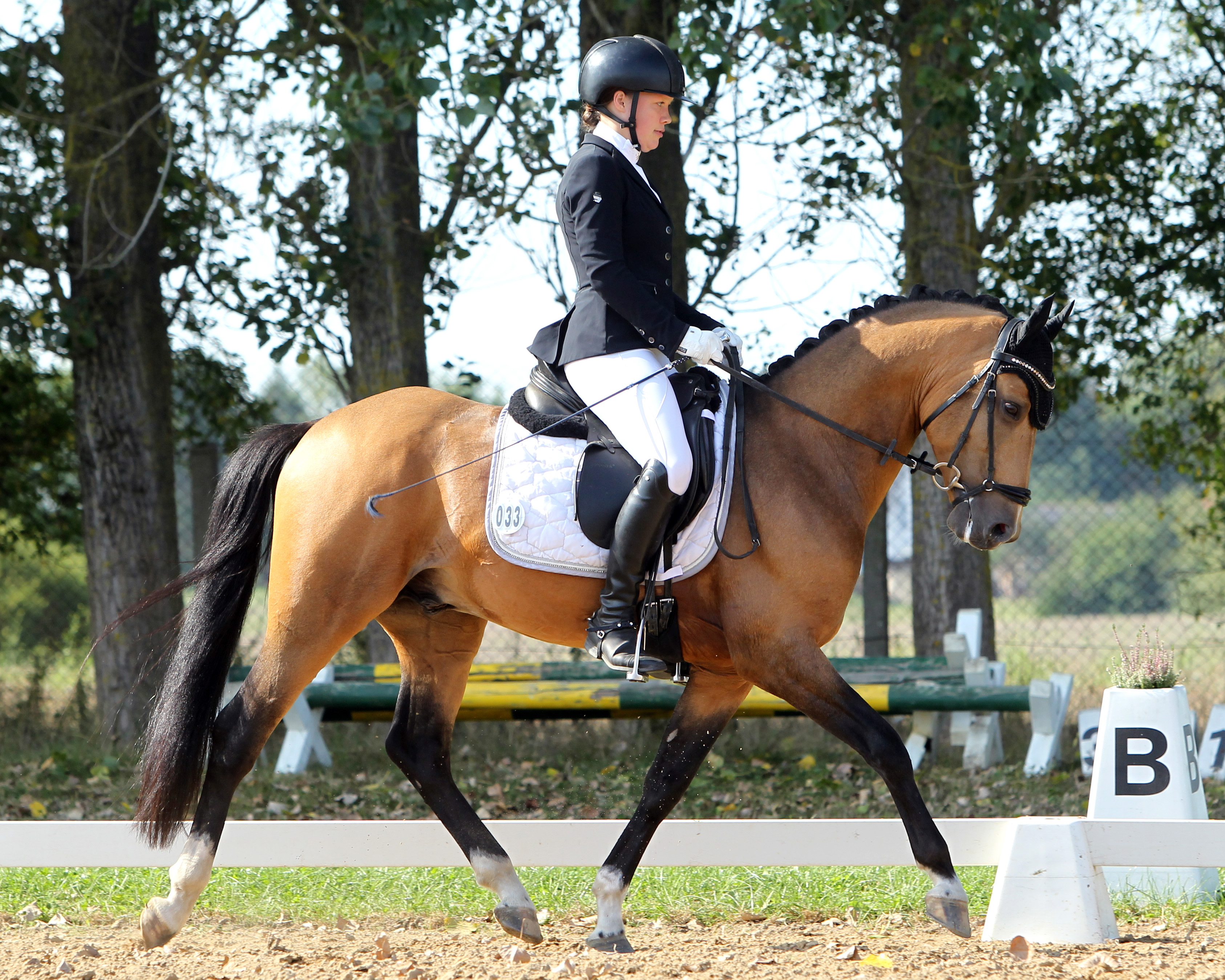 Isabel Jebing (Coesfeld/NRW) ritt den 5-jährigen Hengst Decider KB (Dreiklang AT / Kentucky) aus der Zucht von Kathrin Bartrow (Dersekow) auf den 2. Platz bei den Dressurponys, nachdem er 2022 Reitponychampion wurde. © Jutta Wego