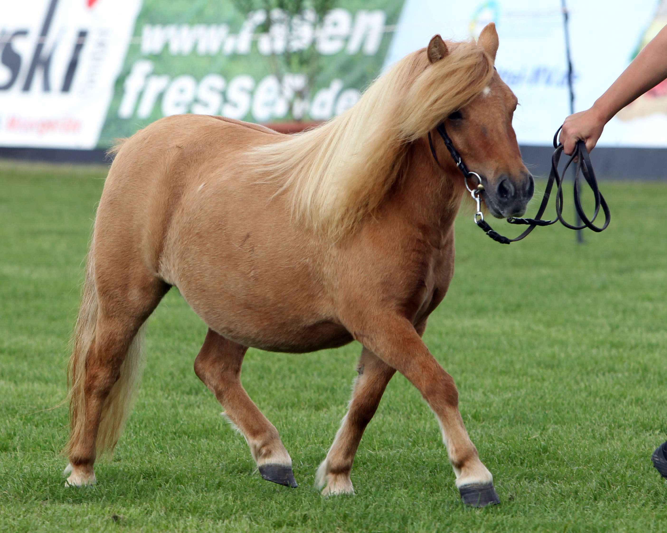 Miss Mela der Shetlandrassen CIM (Chris vab’t Zand / Ambitie van de Zandkamp) Kat.Nr. 32. © Jutta Wego