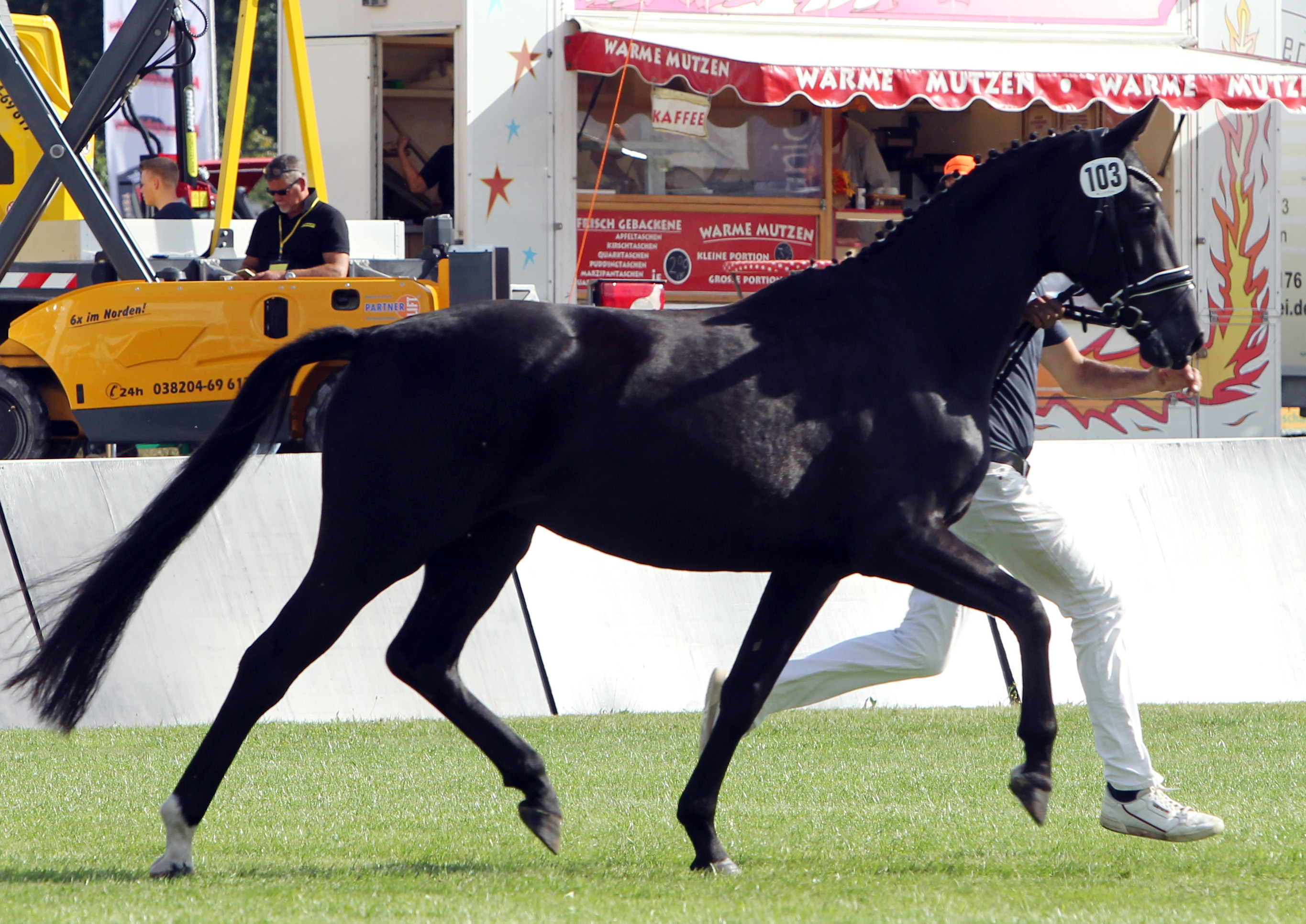 Mecklenburger Stute GRACE OF GLORY D. (Reservesiegerin) von Goldberg / Swarowski (Kat.Nr. 103). © Jutta Wego