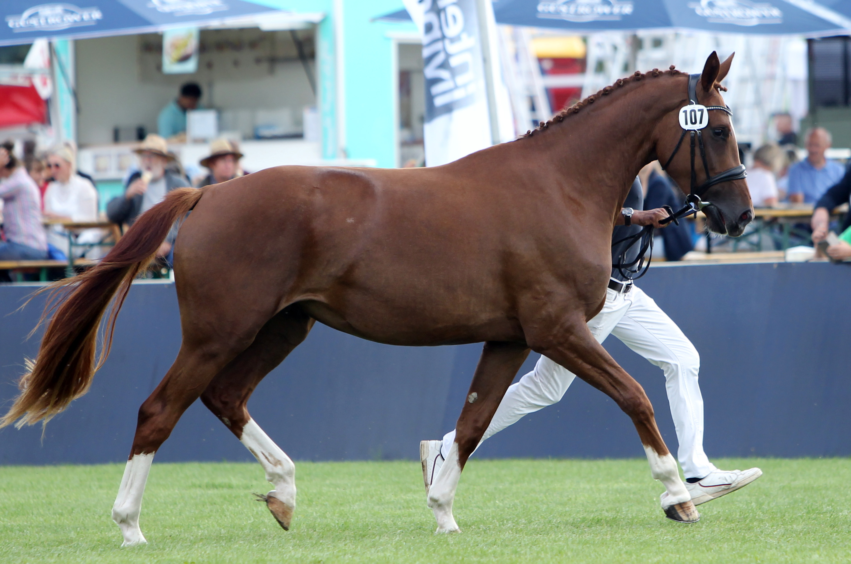 Mecklenburger Stute SOPHIE (4. Platz) von So Unique / Onze Fons (Kat.Nr. 107). © Jutta Wego