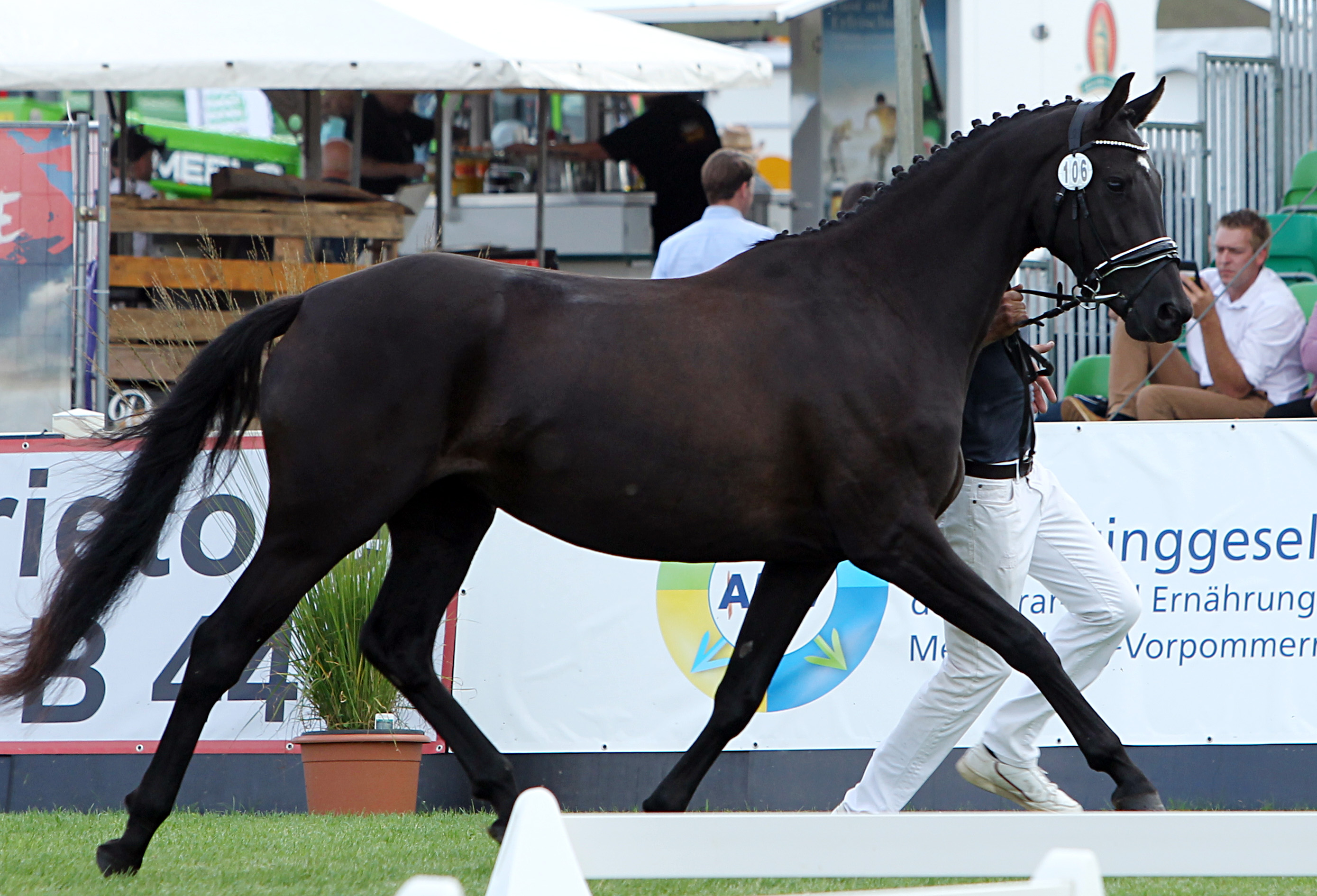 Mecklenburger Stute DAYLIGHT (5. Platz) von D’Egalite / Dionysos (Kat.Nr. 106). © Jutta Wego