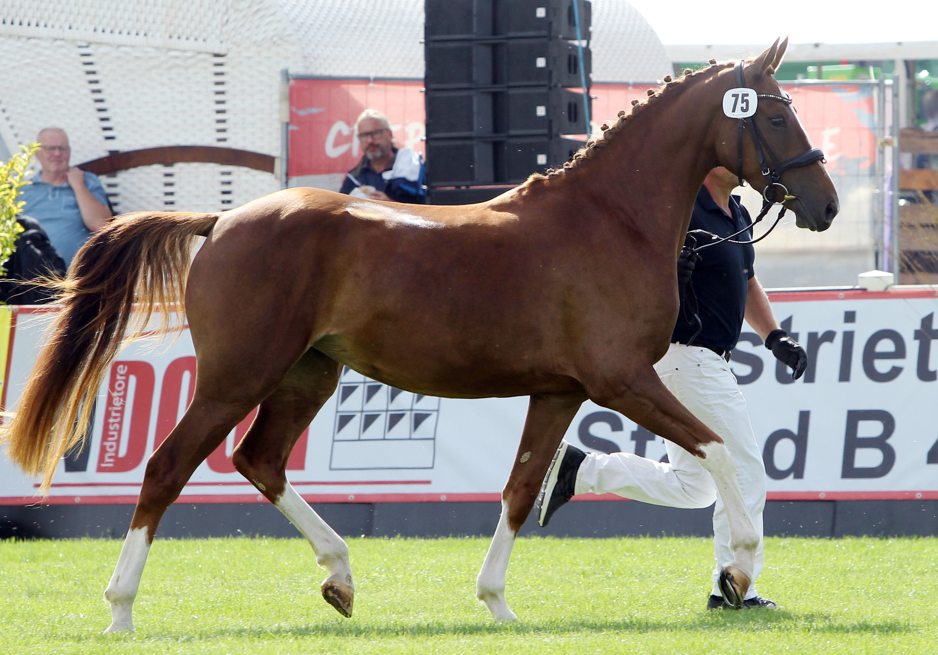 Kleines Deutsches Reitpferd RICK’S RED PLEASURE KB (Rassesiegerin) von Oosteinds Ricky / For Keeps (Kat.Nr. 75). © Jutta Wego