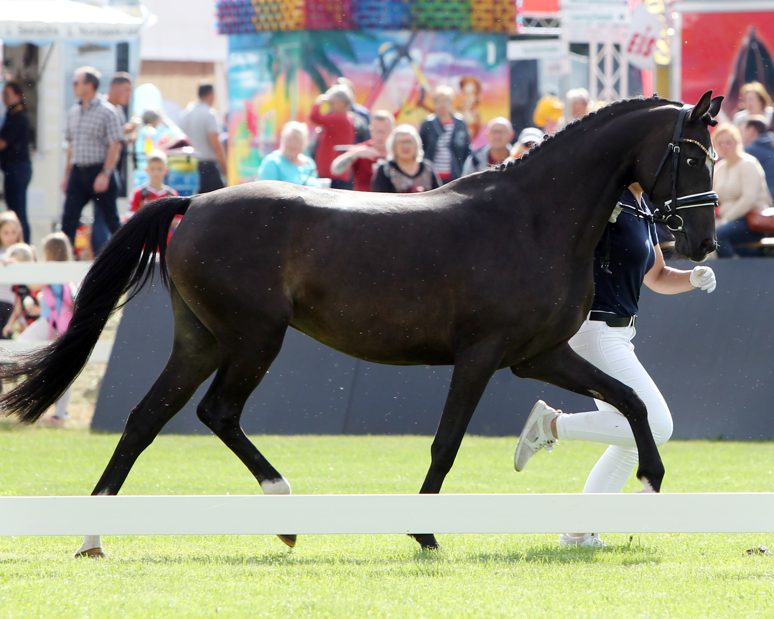 Deutsches Reitpony CROWN MILLION DOLLAR BABY (Rassesiegerin) von Crown Notting Hill / Fehkamp’s Coestelin (Kat.Nr. 72). © Jutta Wego