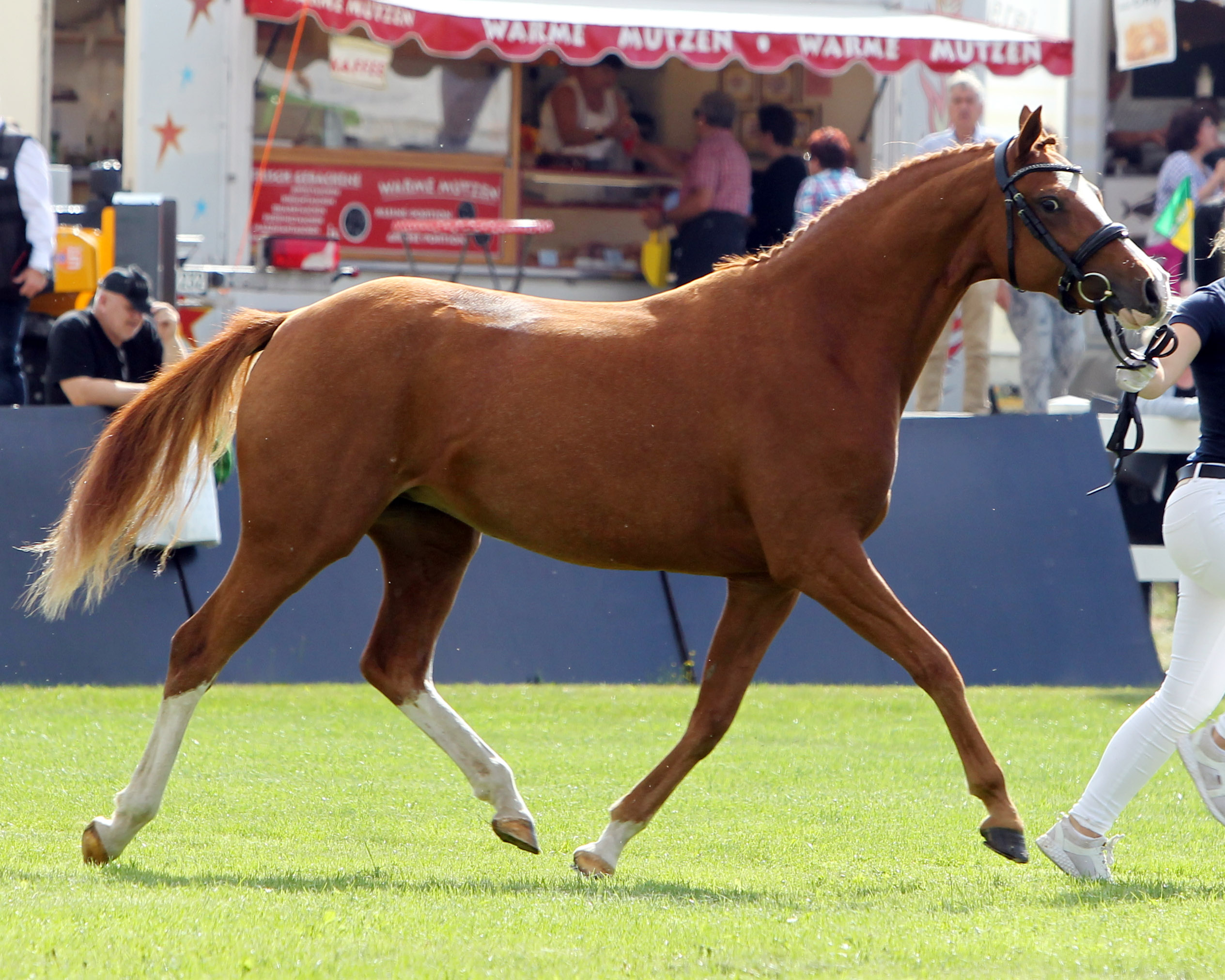 Deutsches Reitpony CROWN MANNEQUIN (Reservesiegerin) von Cooper County WE / Dance Star AT NRW (Kat.Nr. 71). © Jutta Wego