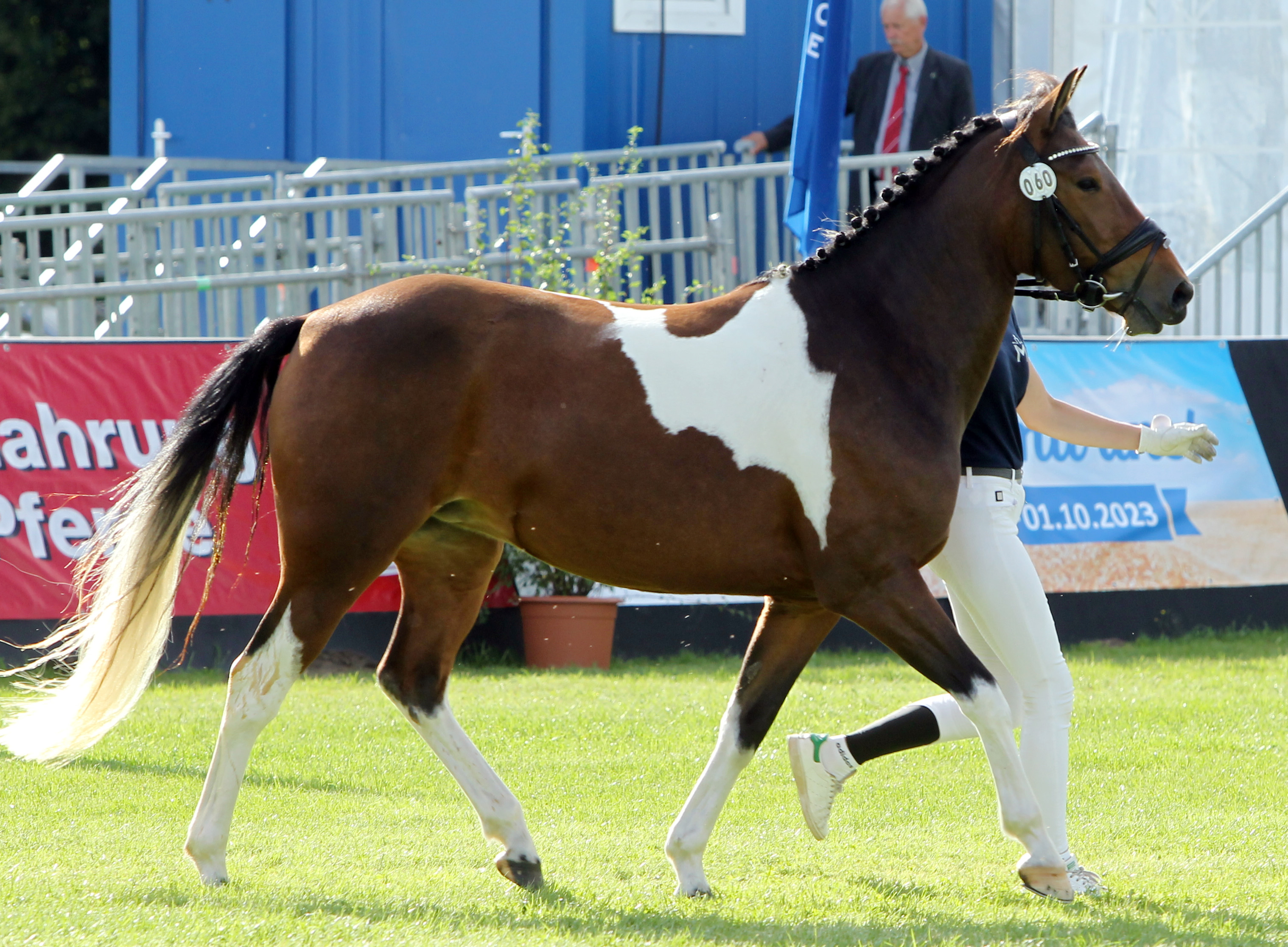 Lewitzer MANDERA-MARIE S (Rassesiegerin) von Monty / Shady Aziz (Kat.Nr. 60). © Jutta Wego