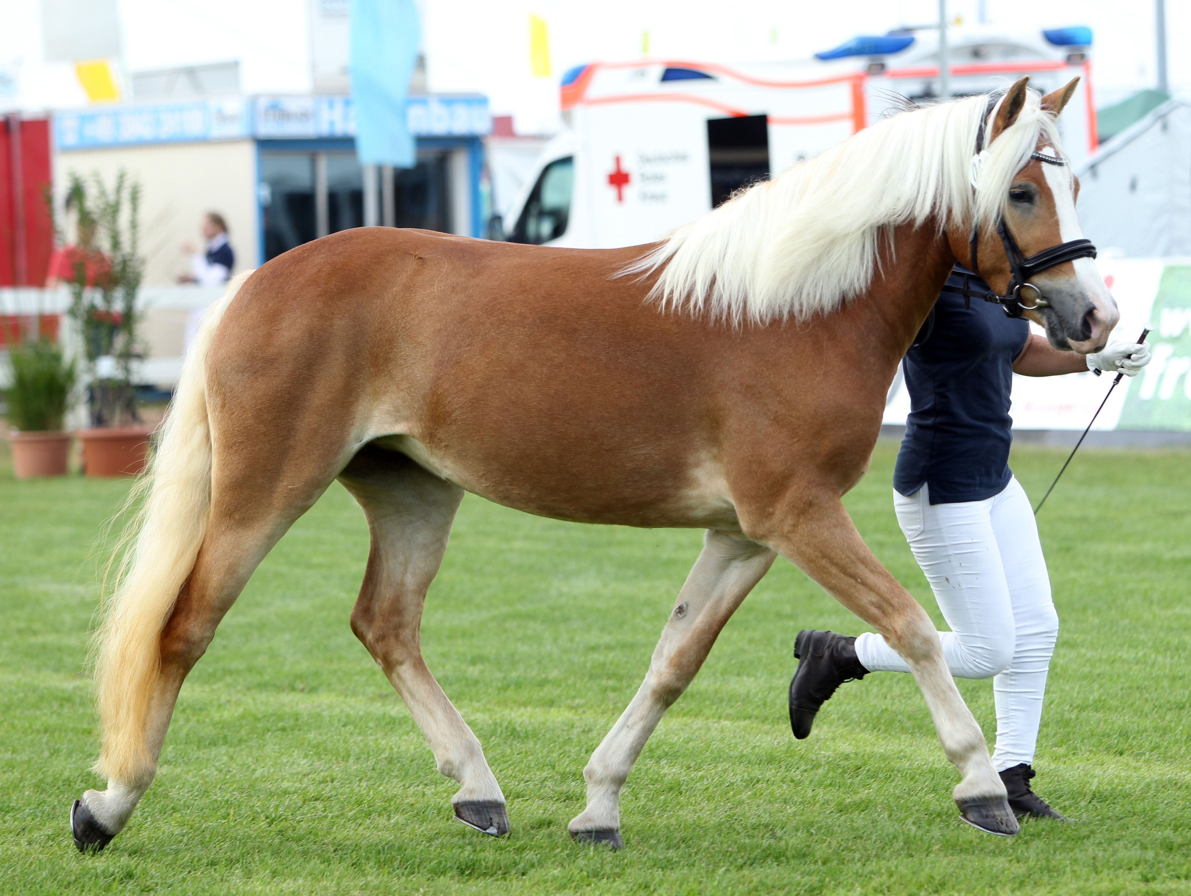 Haflinger SKAYLA VOM DORNENSTEIG (Rassesiegerin) von Winterball / Ammersee (Kat.Nr. 68). © Jutta Wego