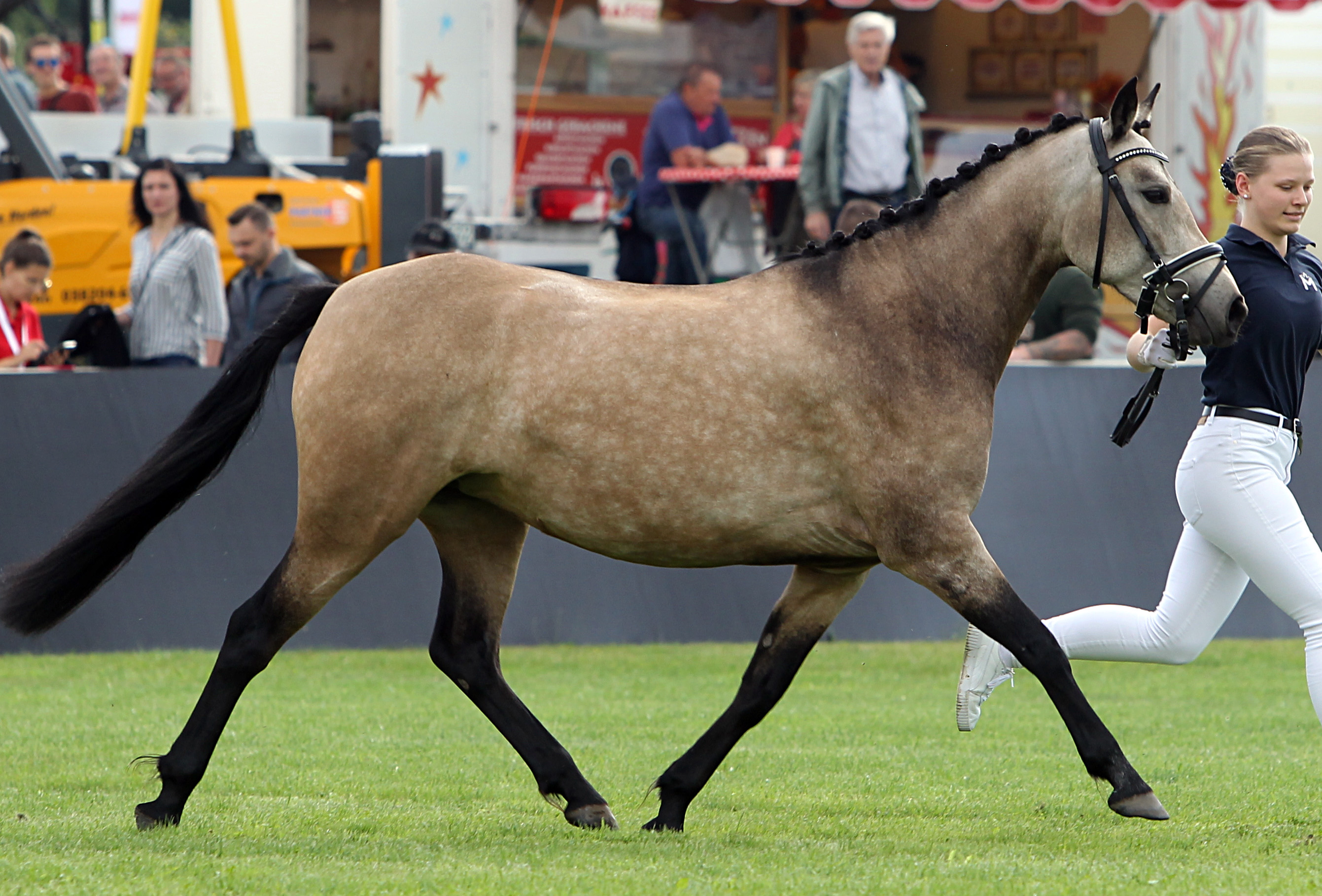Connemara Pony KINAMARA MOUNTAIN SIDE (Rassesiegerin) von Fear Beag Bui / Prince of Thieves (Kat.Nr. 115). © Jutta Wego